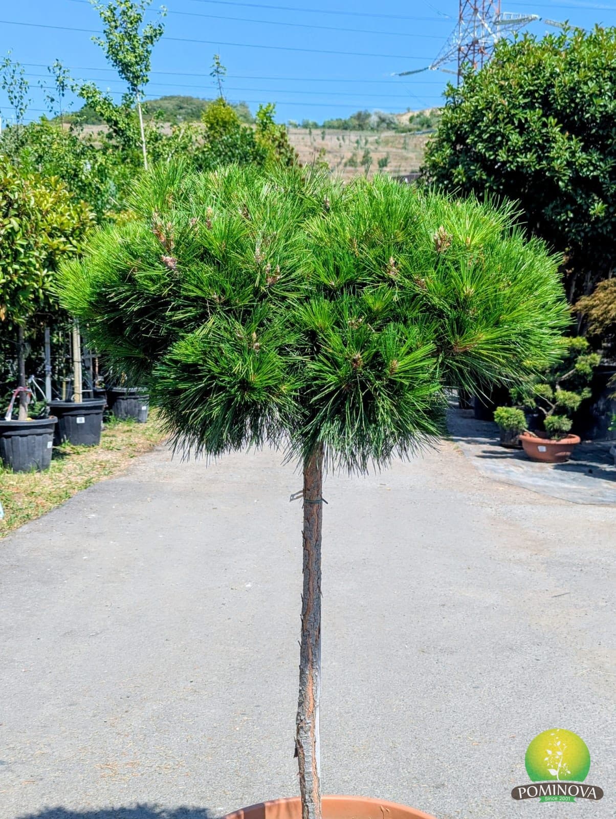 Pin negru glob (Pinus nigra 'Globosa') thumbnail 2