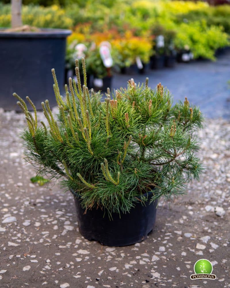 Pin pitic (Pinus mugo 'Mughus') — imagine 1