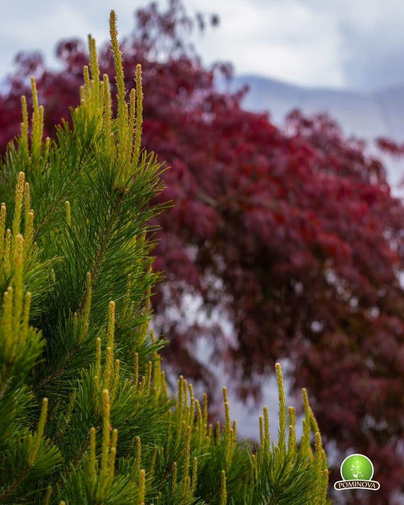 Pin pitic (Pinus mugo 'Mughus') thumbnail 2