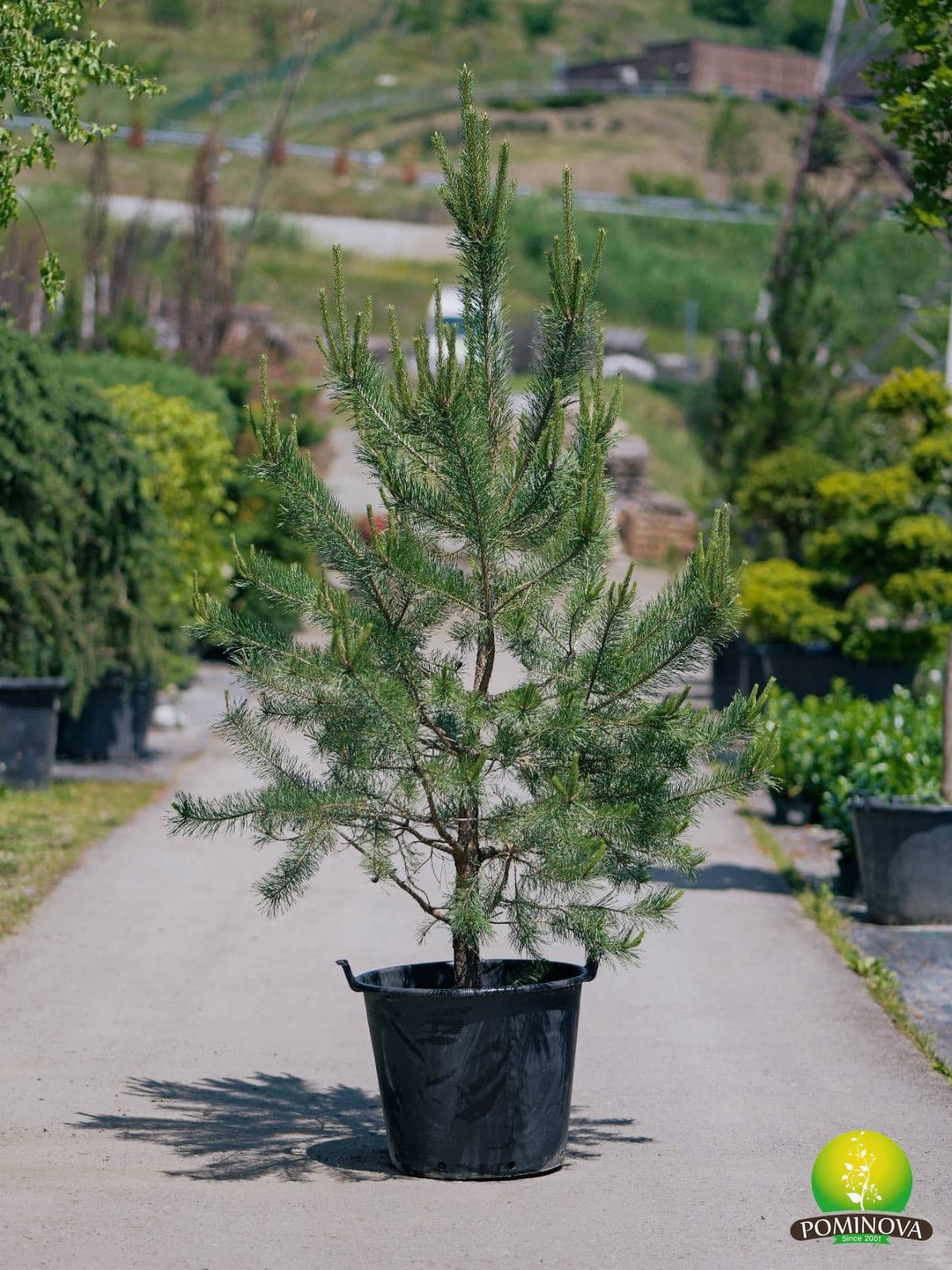 Pin silvestru  (Pinus sylvestris) - imagine 3