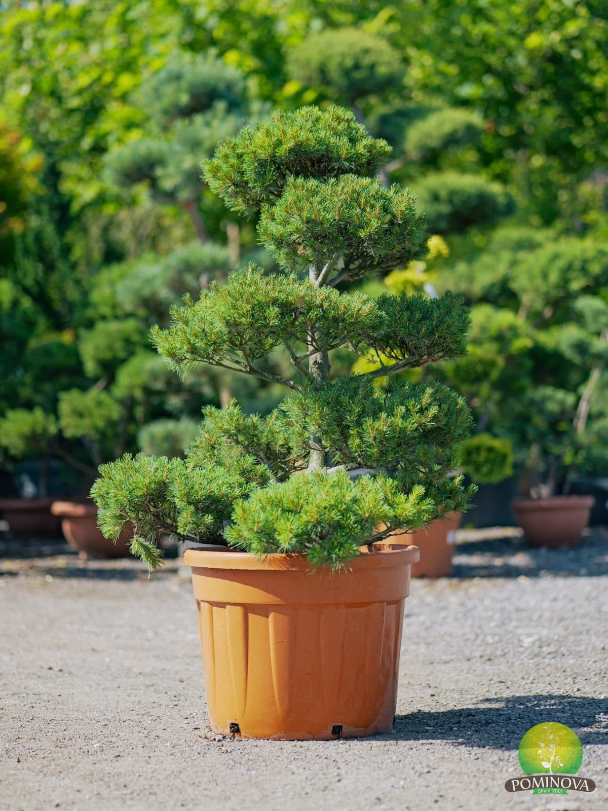 Pin strob bonsai (Pinus strobus - Bonsai) — imagine 1