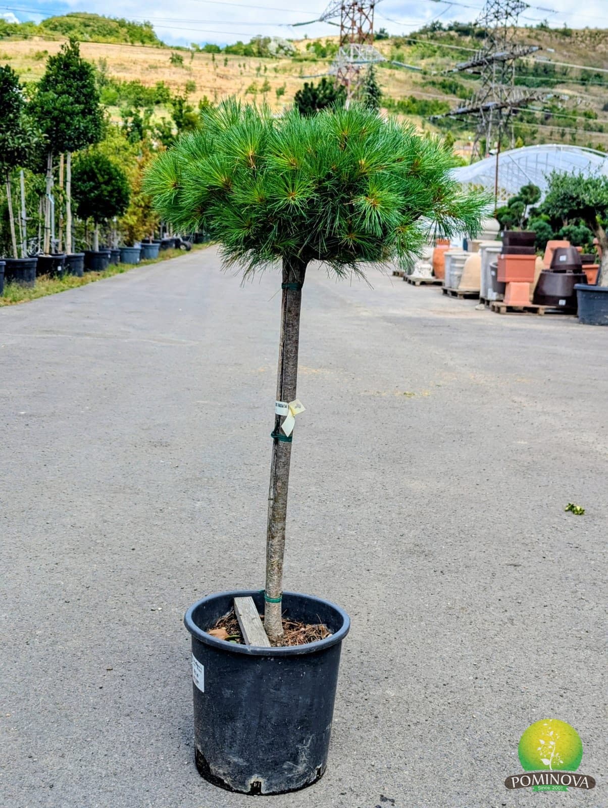 Pinus strobus 'Nana'