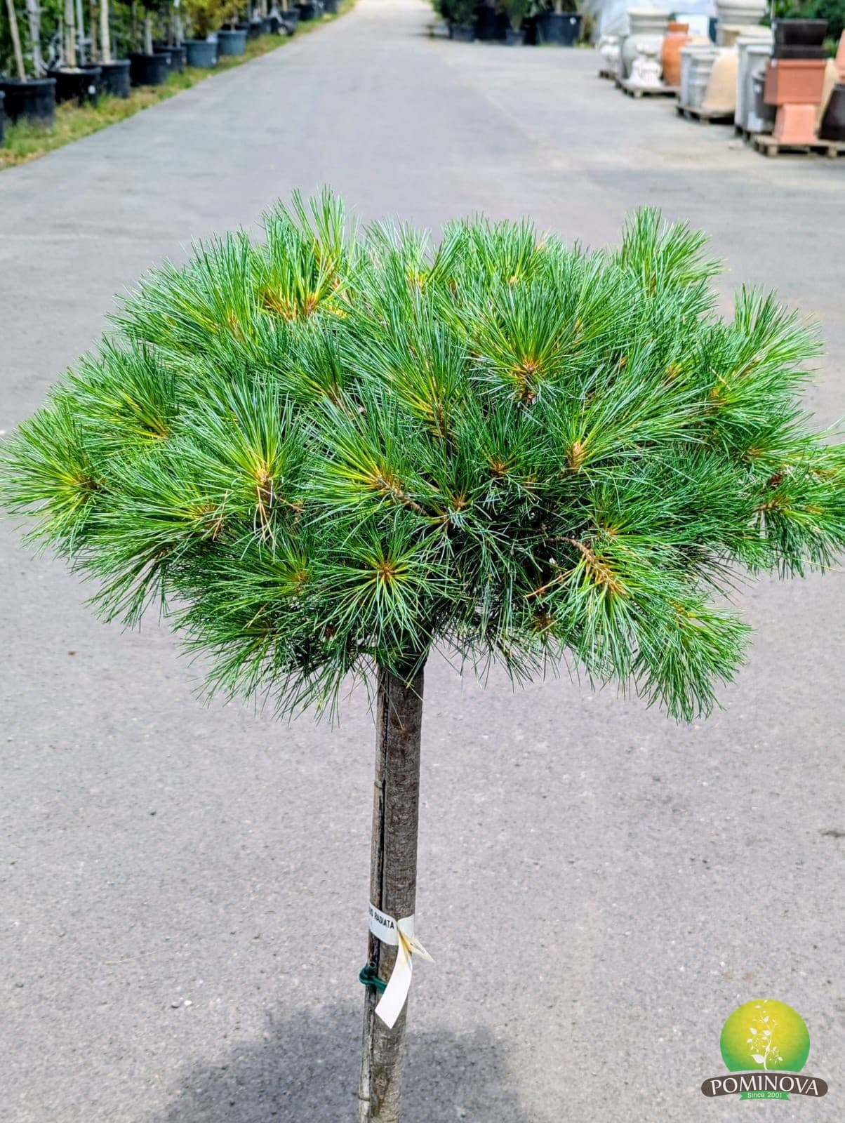 Pinus strobus 'Nana' thumbnail 2
