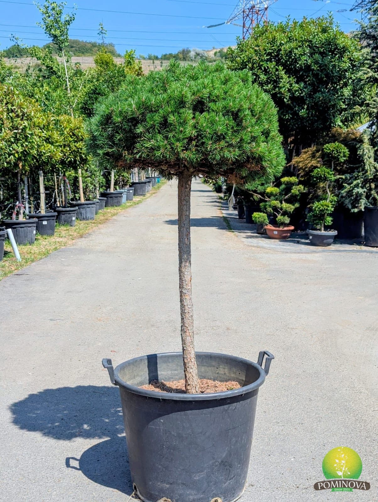 Pinus mugo 'Mops'