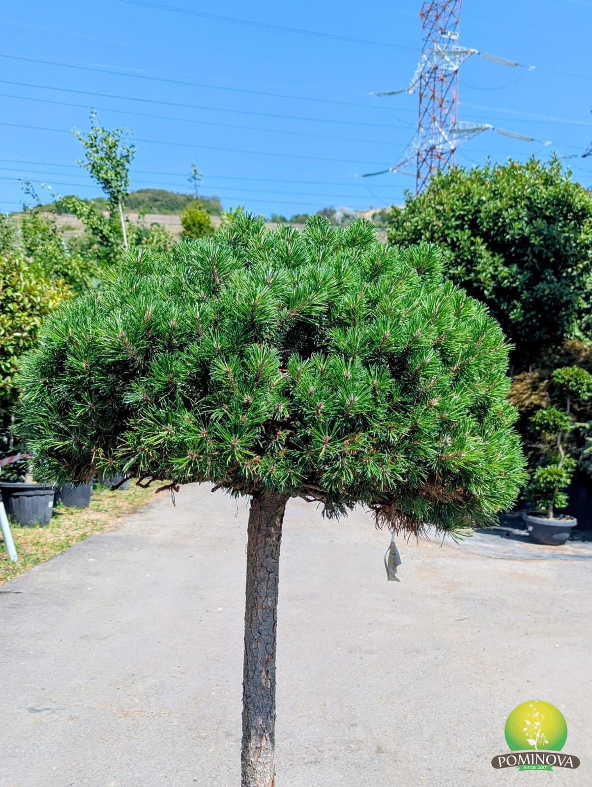 Pinus mugo 'Mops' thumbnail 2
