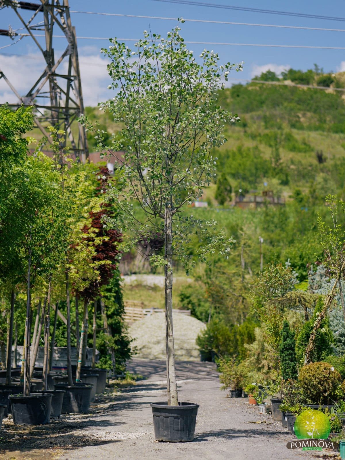 Plop alb (Populus alba) — imagine 1
