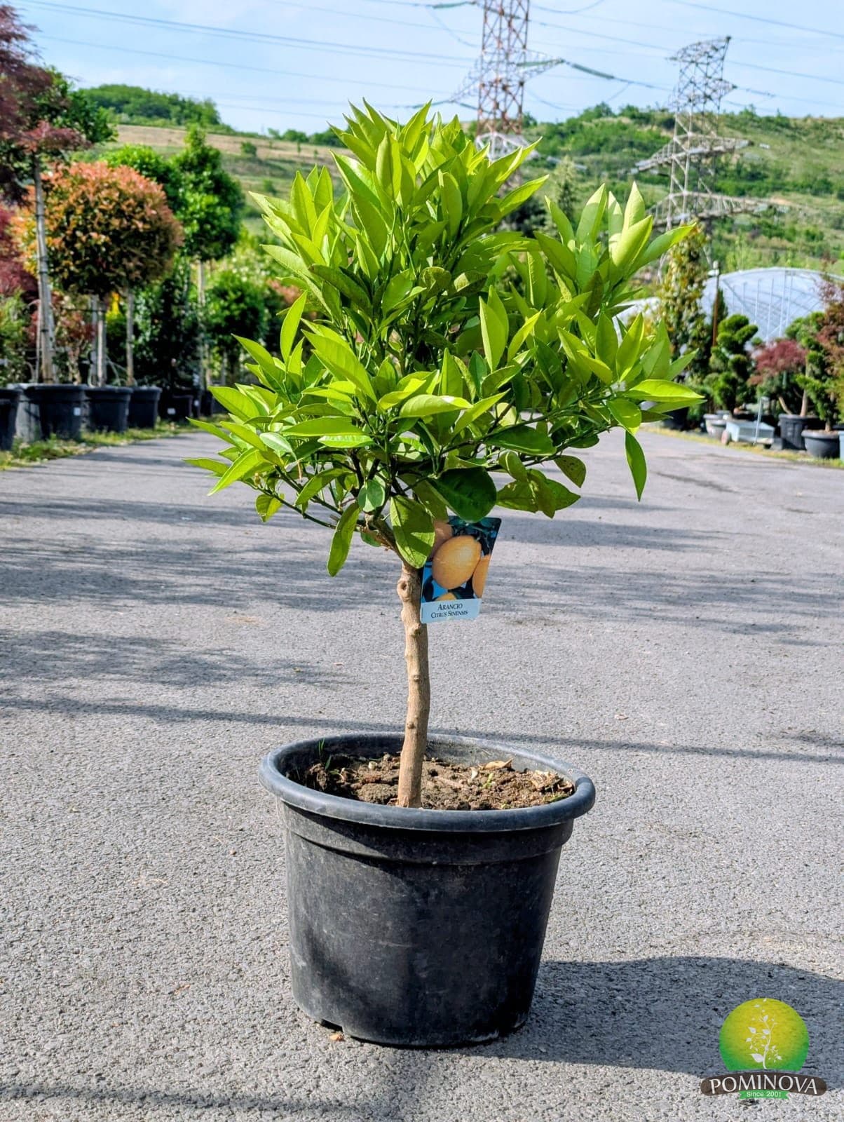 Portocal (Citrus sinensis)