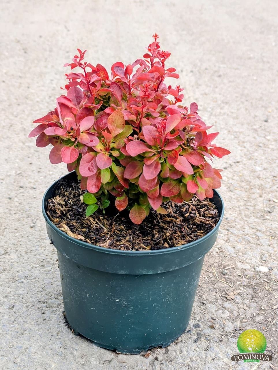 Dracilă japoneză Roșie (Berberis thunbergii 'Lutin Rouge')