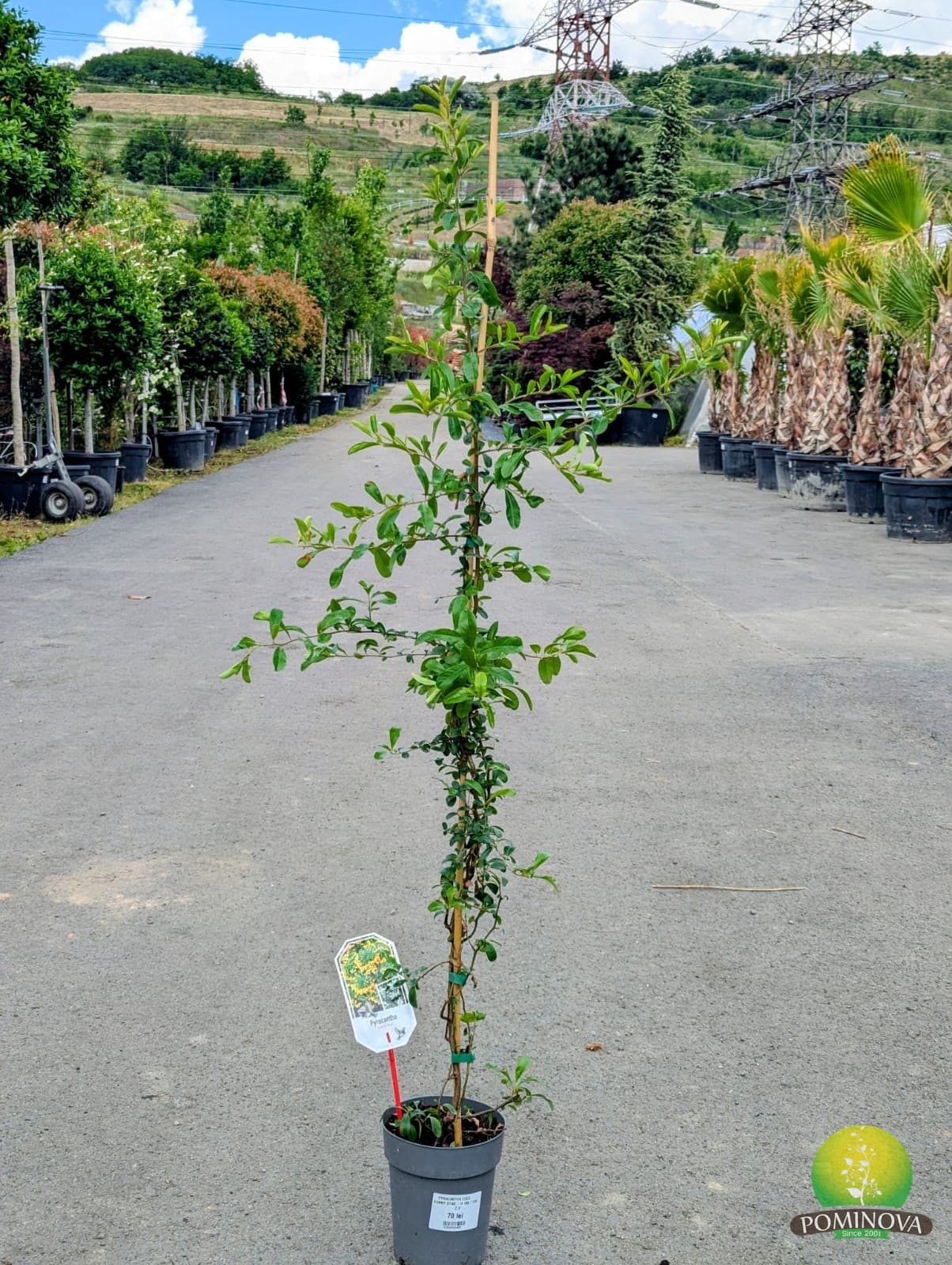 Pyracantha coccinea 'Sunny Star' — imagine 1