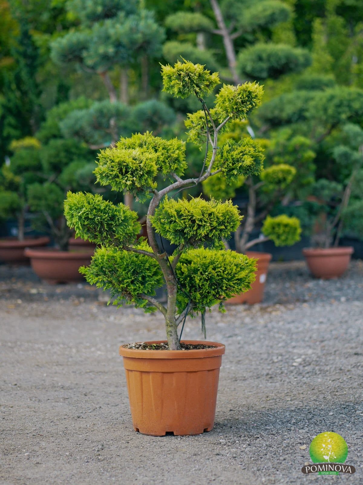 Chiparos leiland auriu (Cupressocyparis leylandii ‘Gold Rider’ - Bonsai)