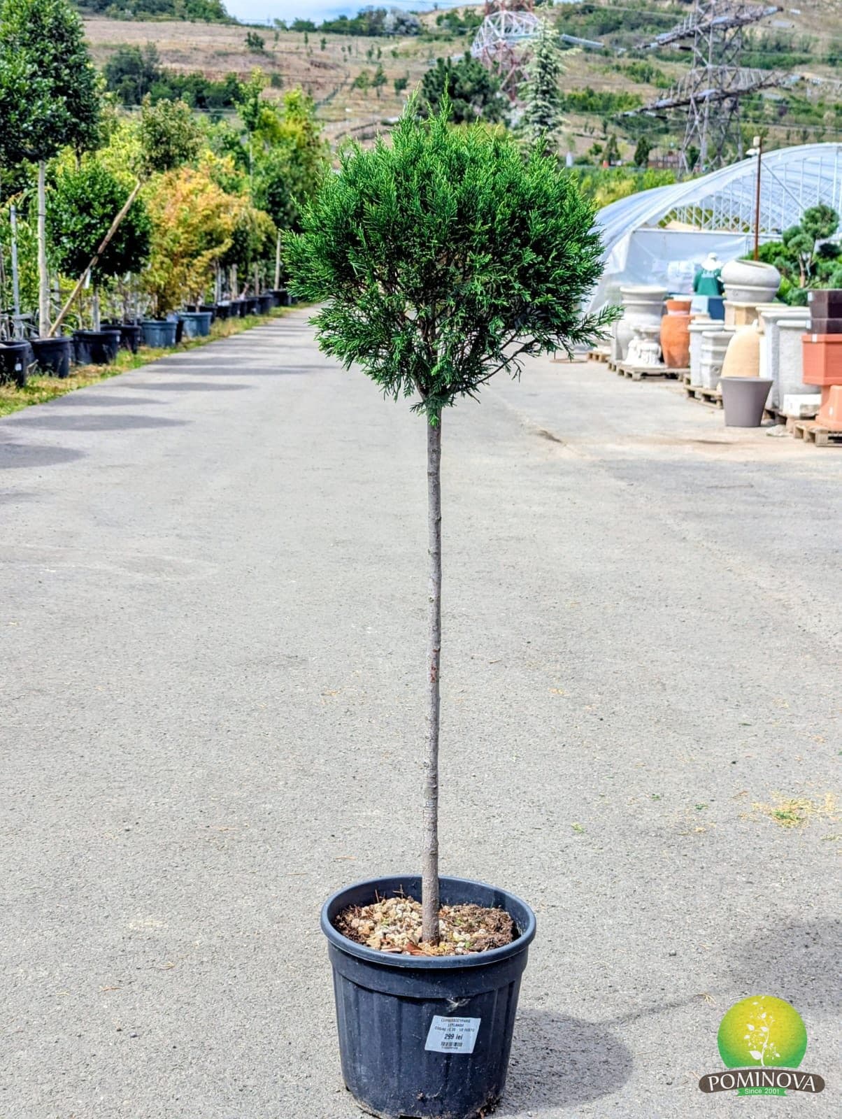 Leylandii glob (Cupressocyparis × leylandii - Glob) — imagine 1