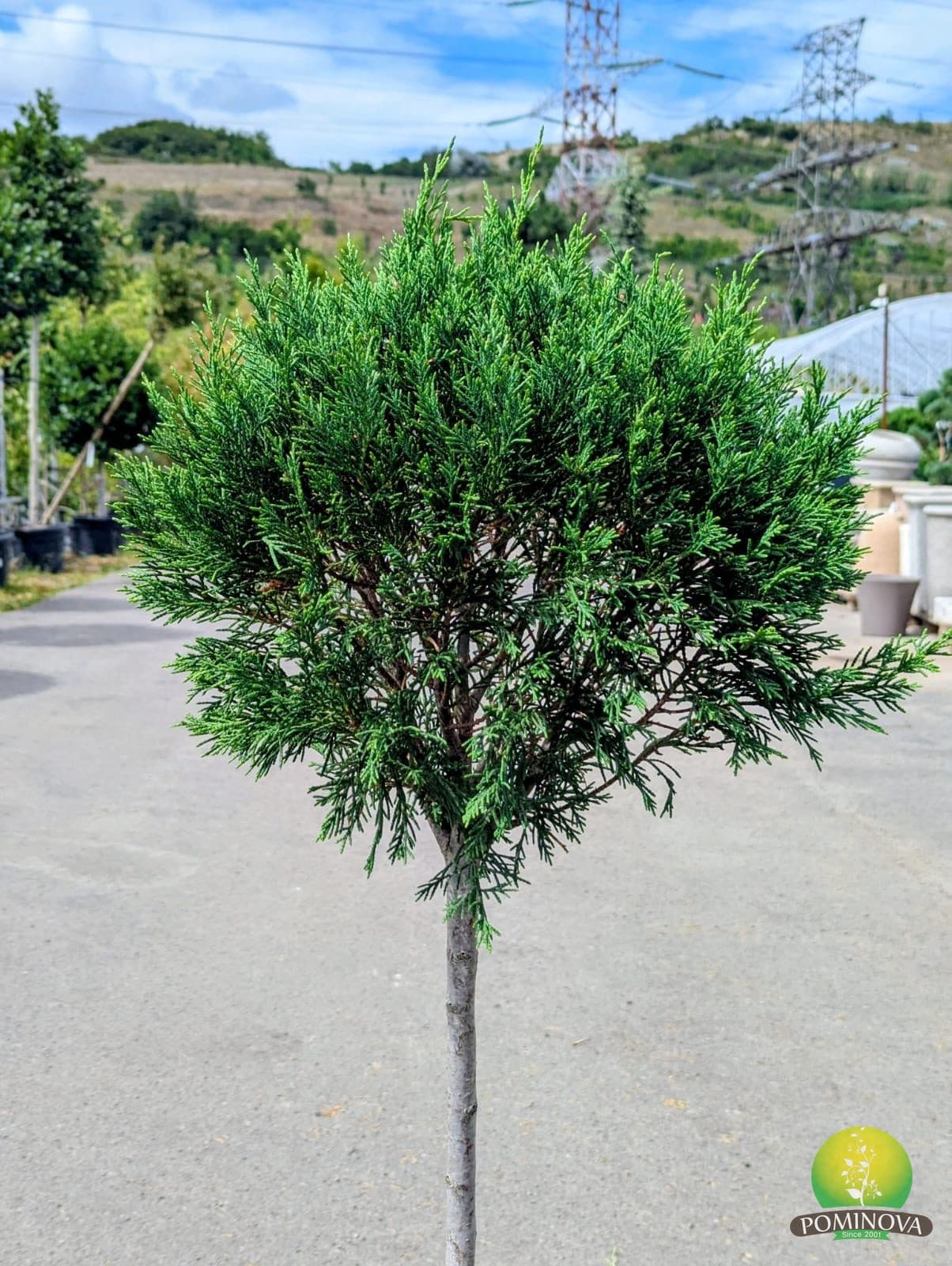 Leylandii glob (Cupressocyparis × leylandii - Glob) thumbnail 2