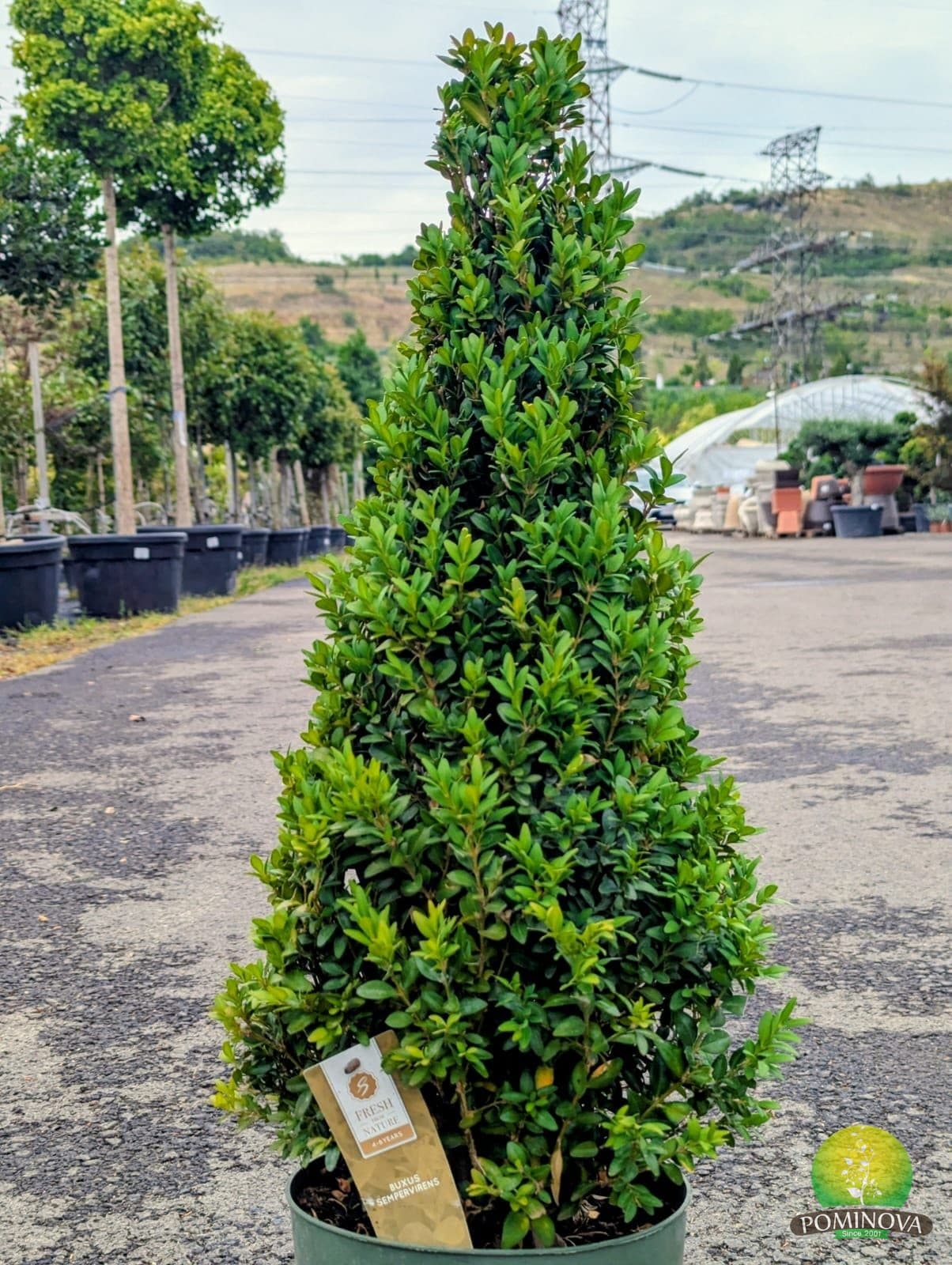 Buxus sempervirens Piramidal thumbnail 2
