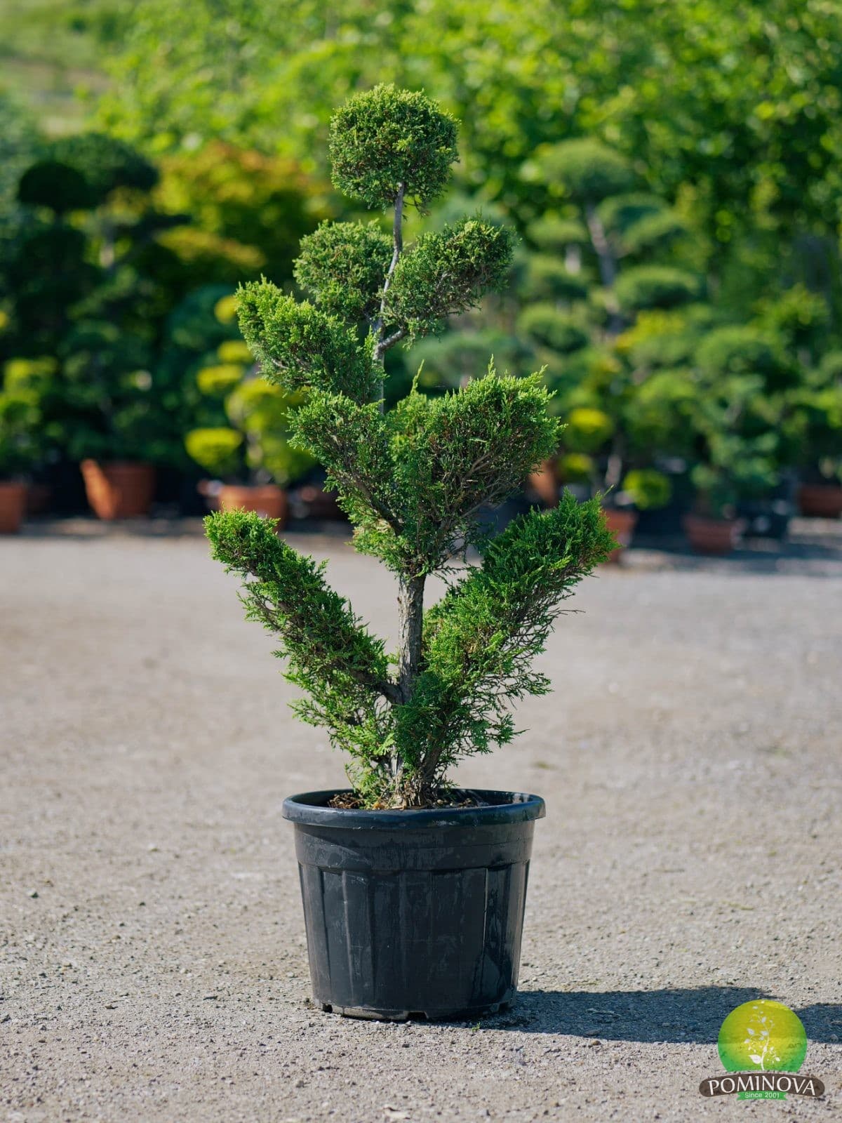 Leylandii topiar Pom-Pom (Cupressocyparis leylandi 'Castlewelland Gold' - Pompom) — imagine 1