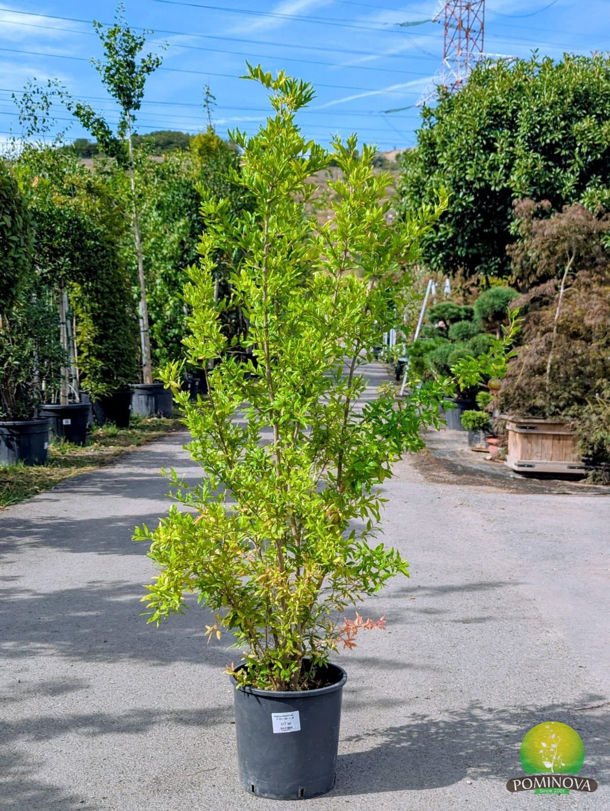 Rodie (Punica granatum) — imagine 1