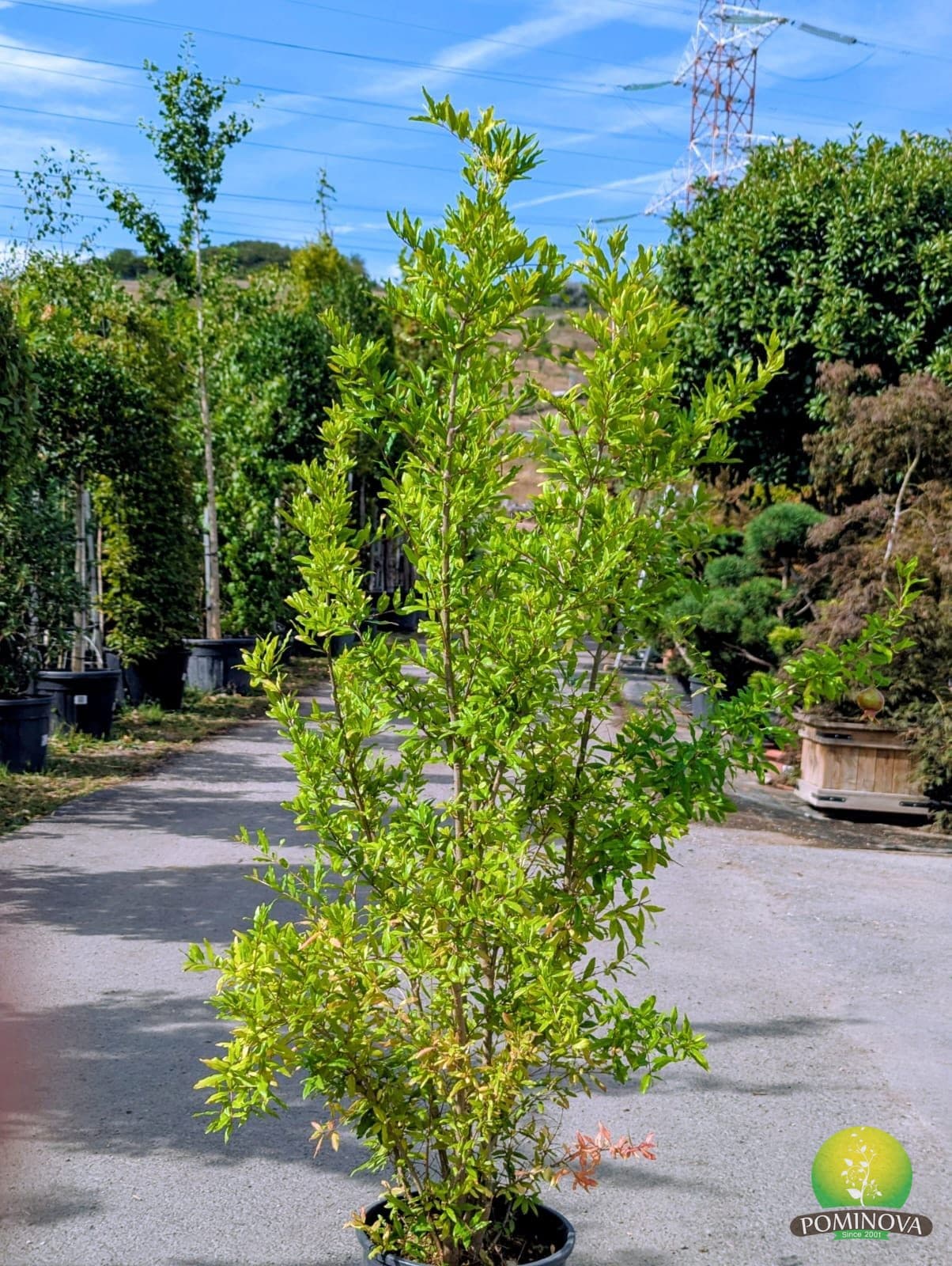 Rodie (Punica granatum) thumbnail 2