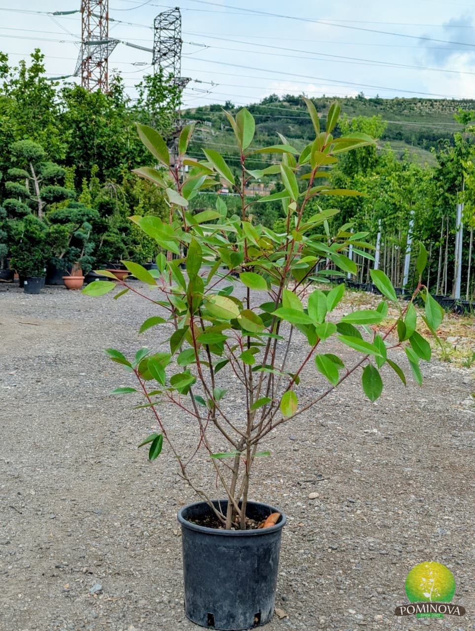 Fotinia 'Red Robin' (Photinia x fraserii 'Red Robin')
