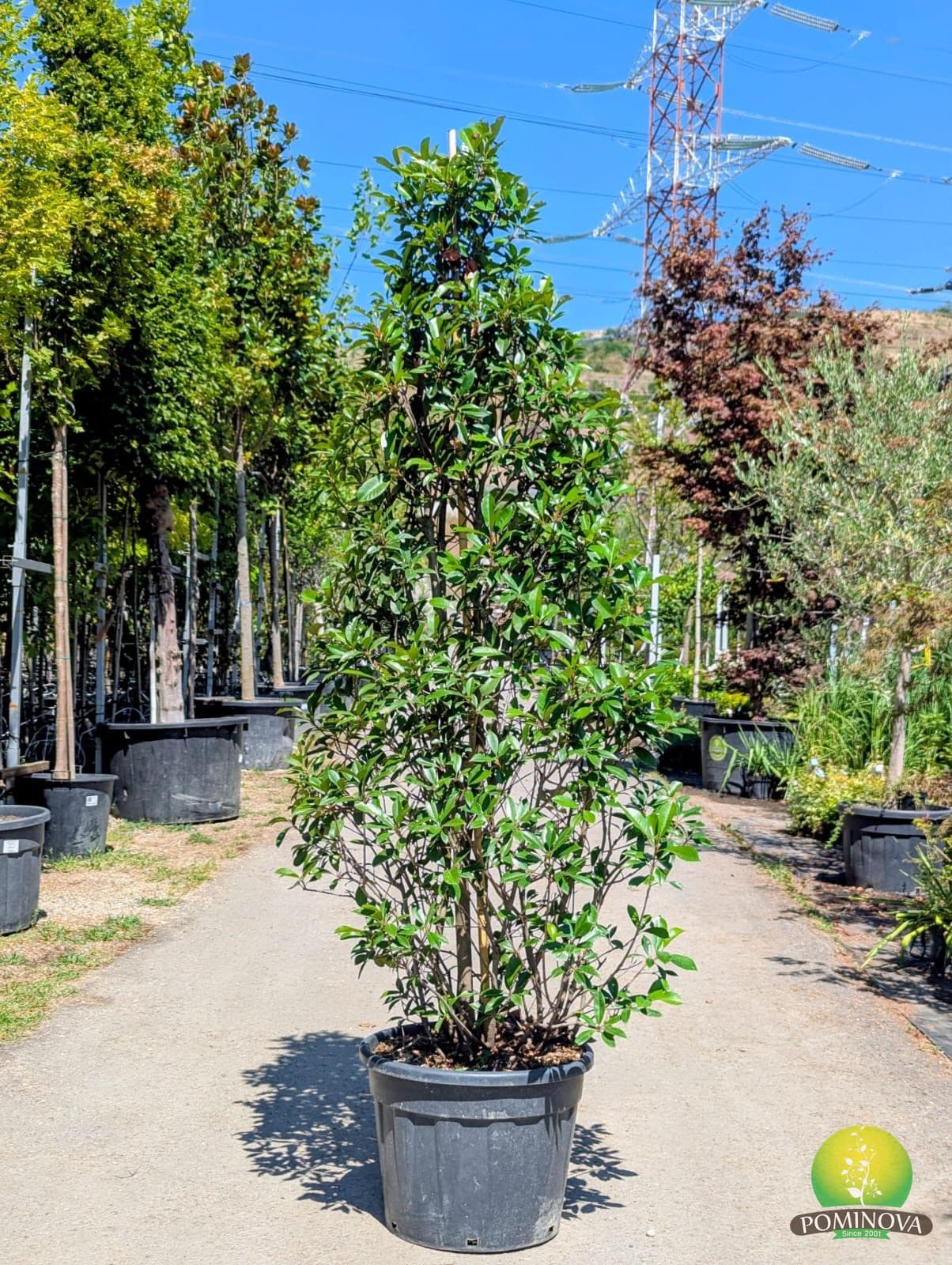 Fotinia 'Red Robin' (Photinia x fraserii 'Red Robin') thumbnail 4