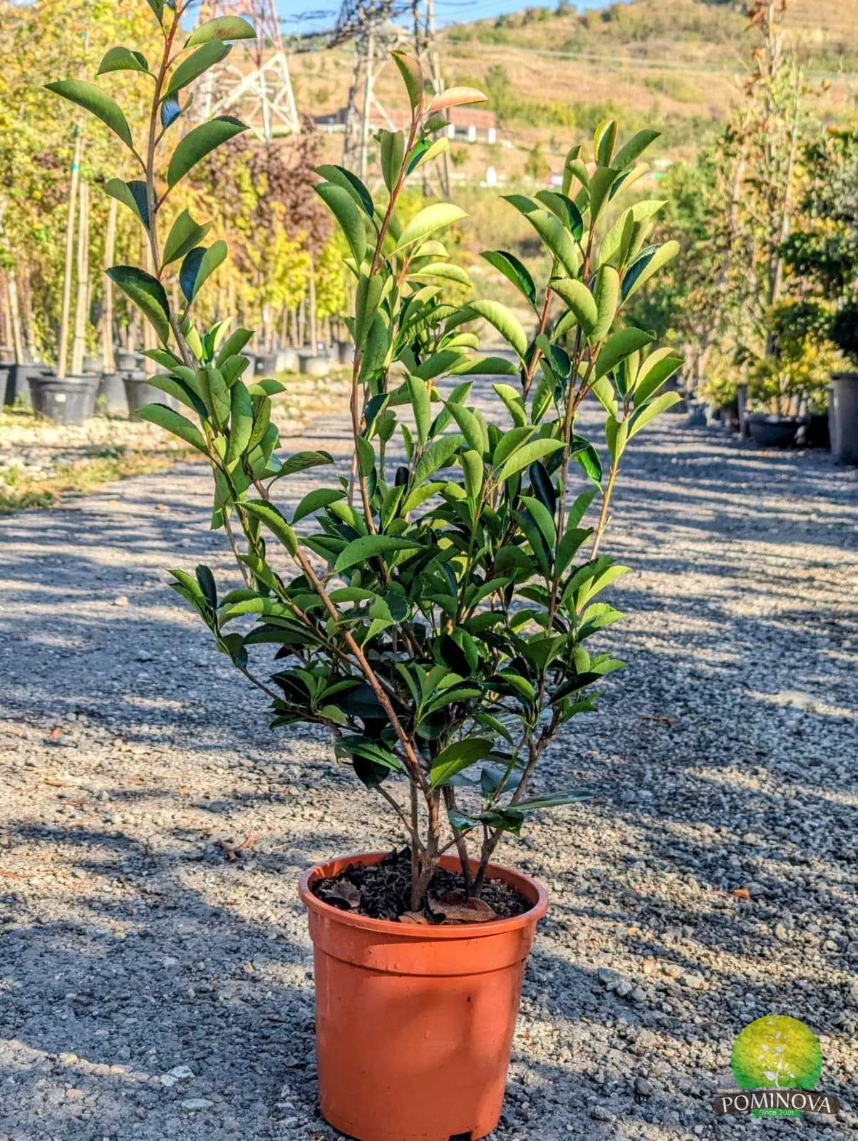 Fotinia 'Red Robin' (Photinia x fraserii 'Red Robin')