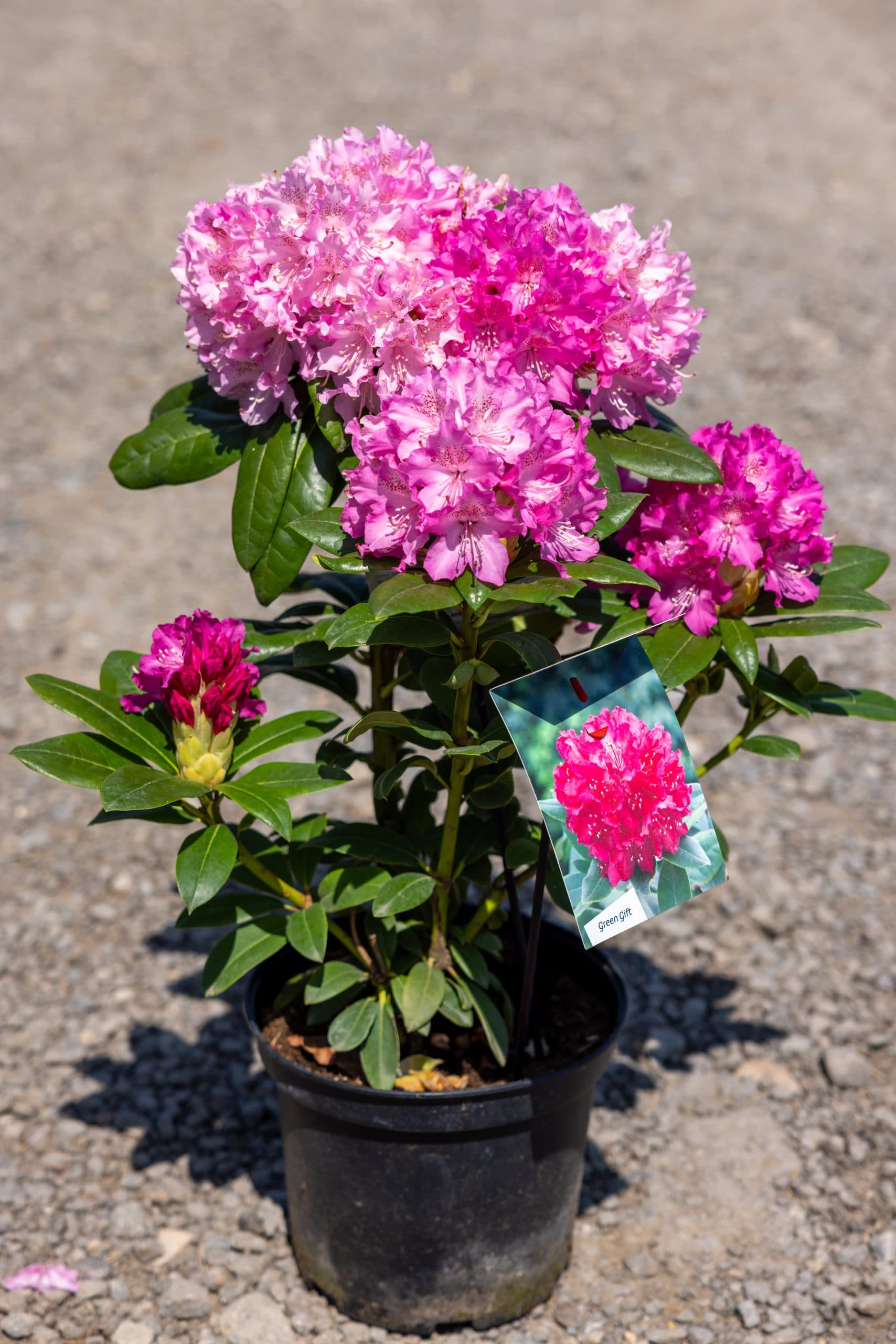 Rododendron (Rhododendron mix)