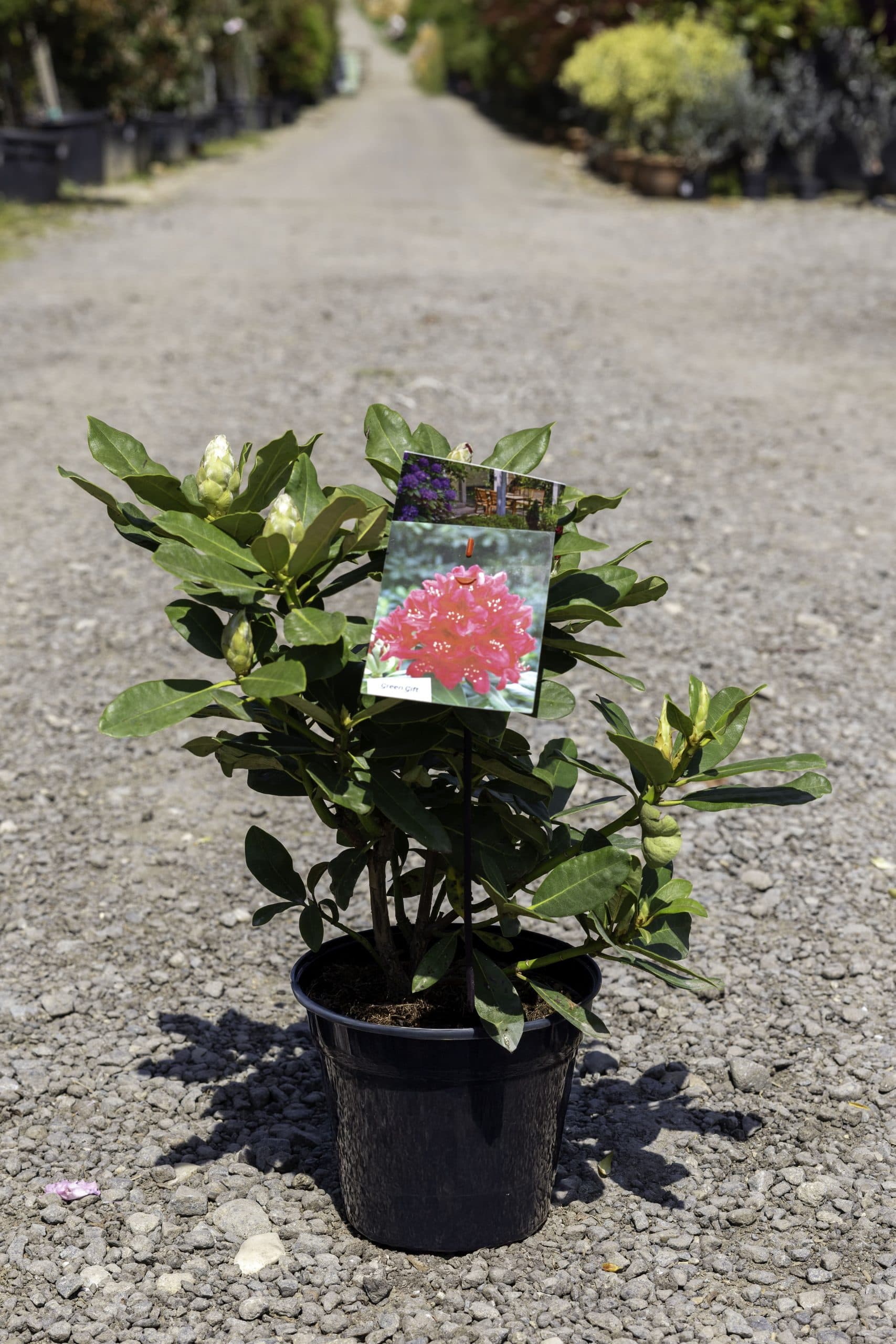 Rododendron (Rhododendron mix) thumbnail 2