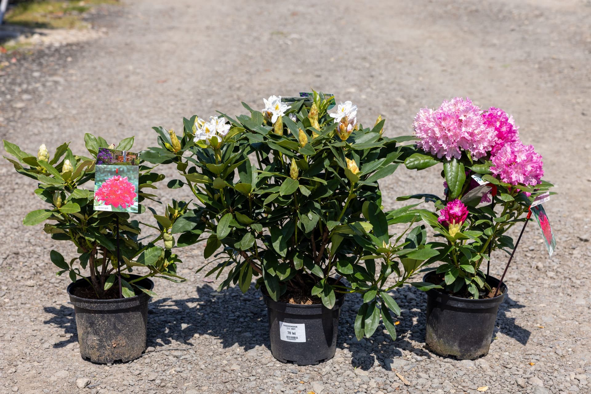 Rododendron (Rhododendron mix) thumbnail 3
