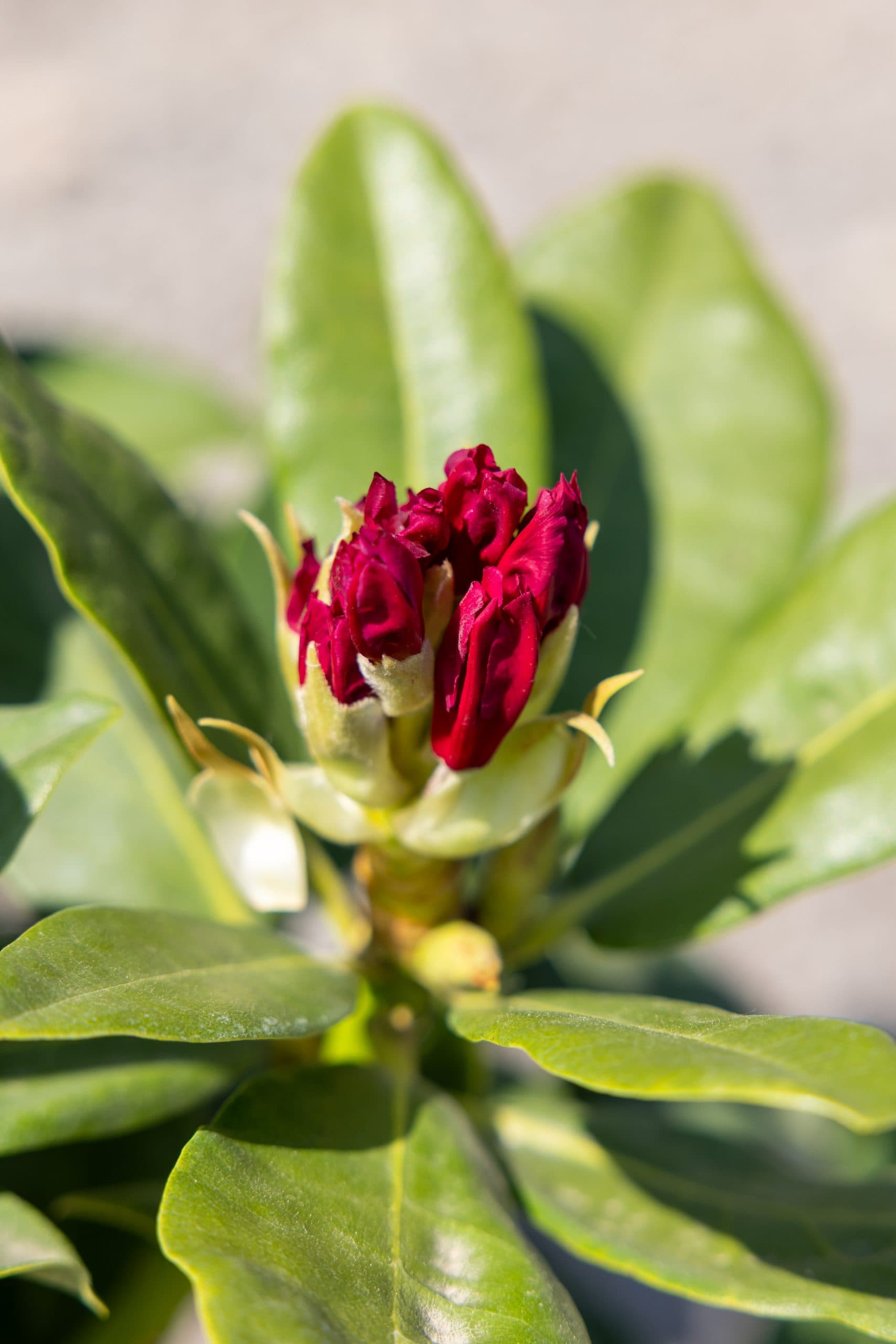 Rododendron (Rhododendron mix) thumbnail 4