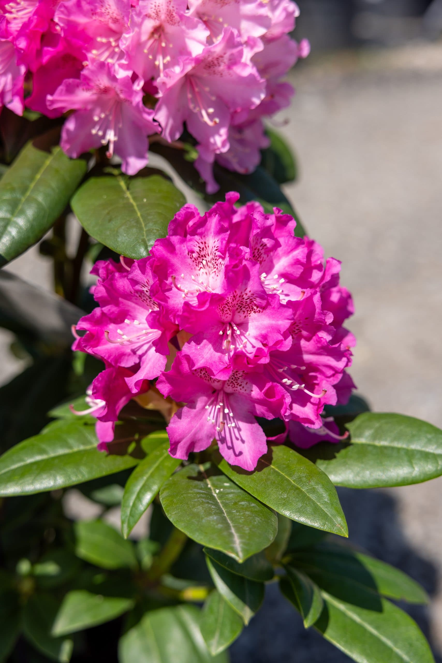 Rododendron (Rhododendron mix) thumbnail 5