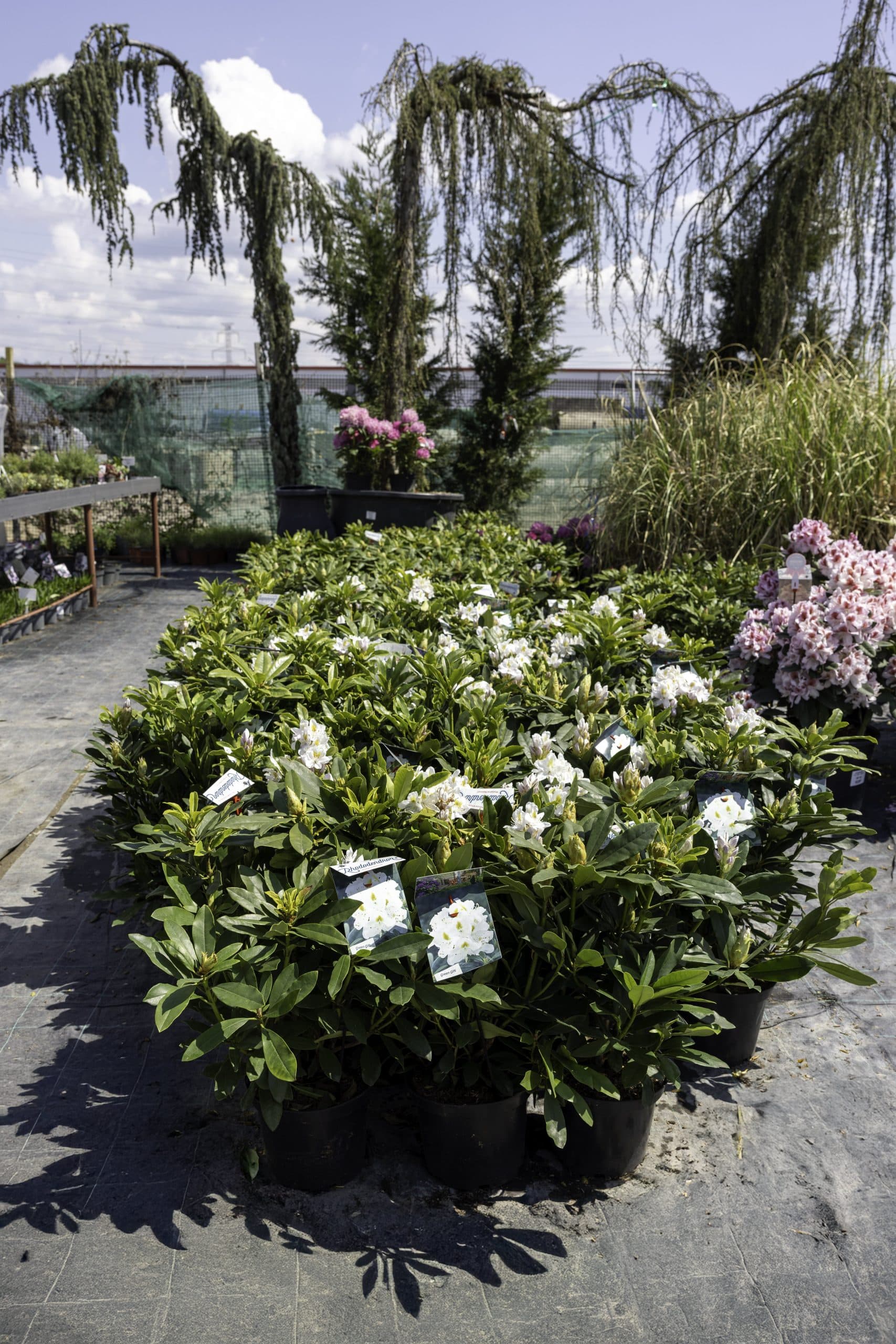 Rododendron (Rhododendron mix) thumbnail 6