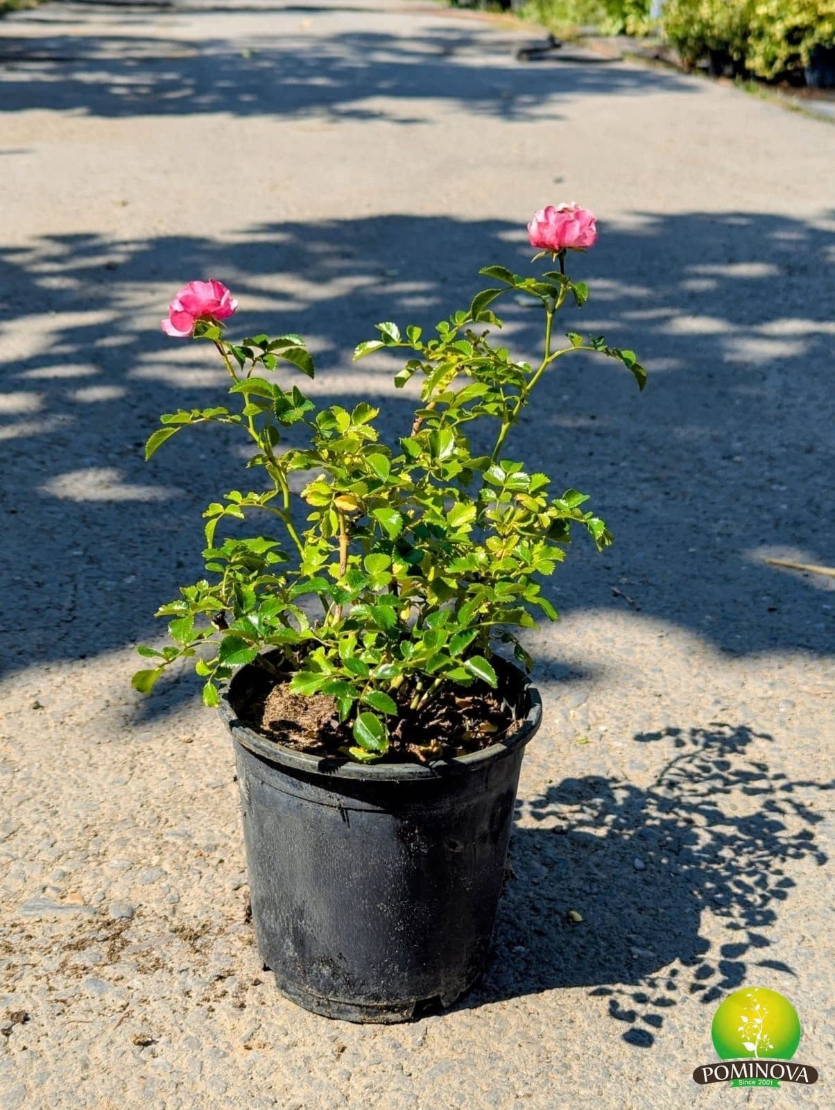 Trandafir târâtor (Rosa 'The Fairy')