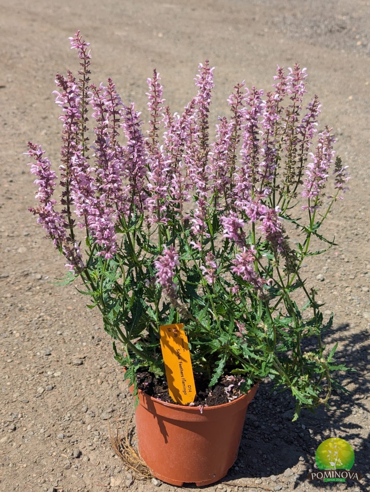 Salvie ornamentală (Salvia nemorosa 'Caradonna') thumbnail 2