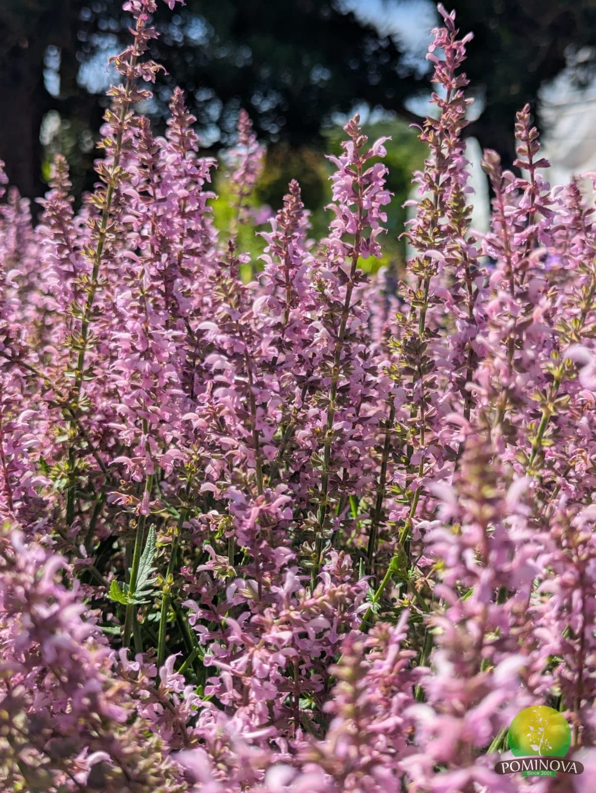 Salvie ornamentală (Salvia nemorosa 'Caradonna') thumbnail 3
