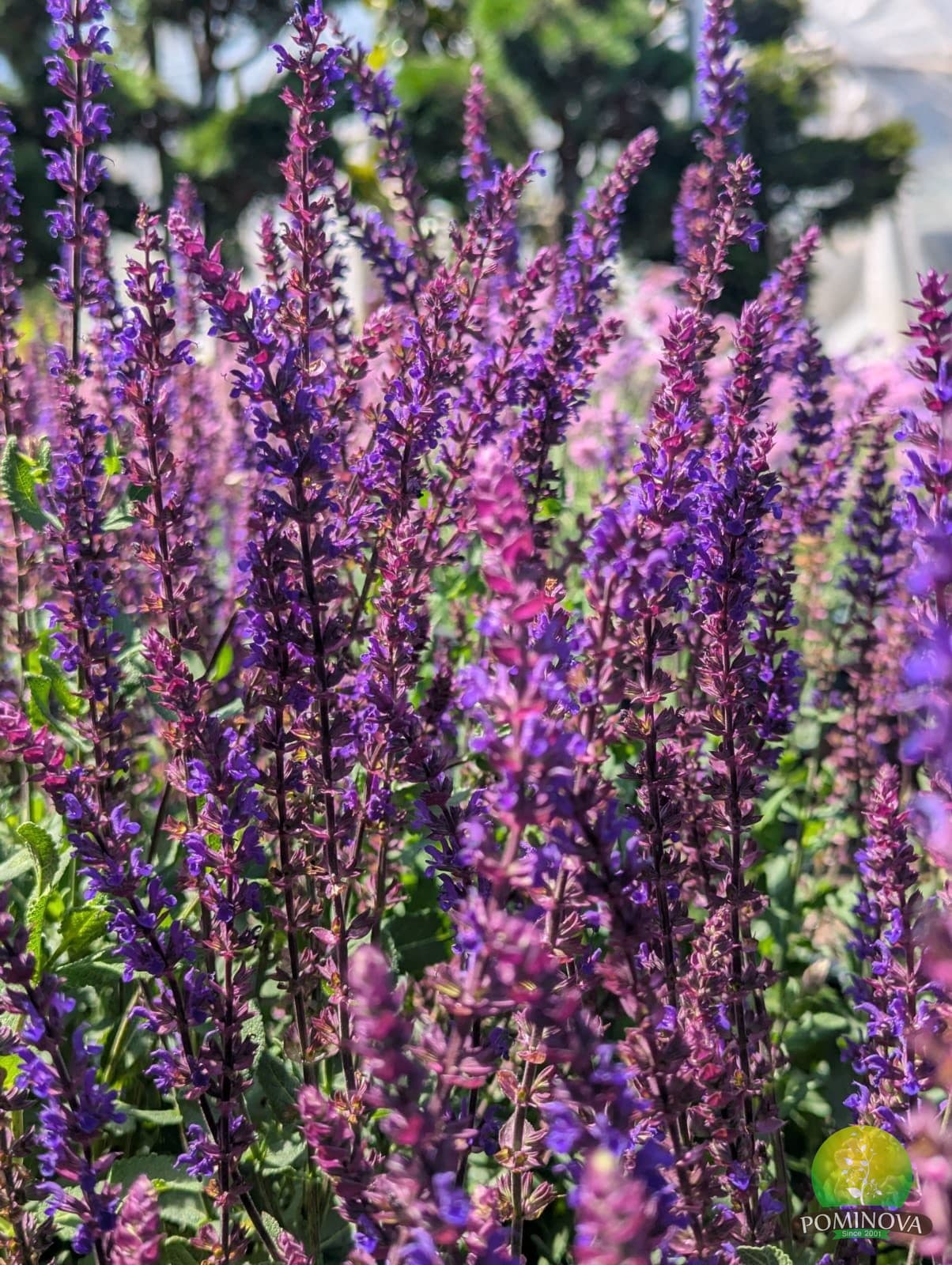Salvie ornamentală (Salvia nemorosa 'Caradonna') thumbnail 4