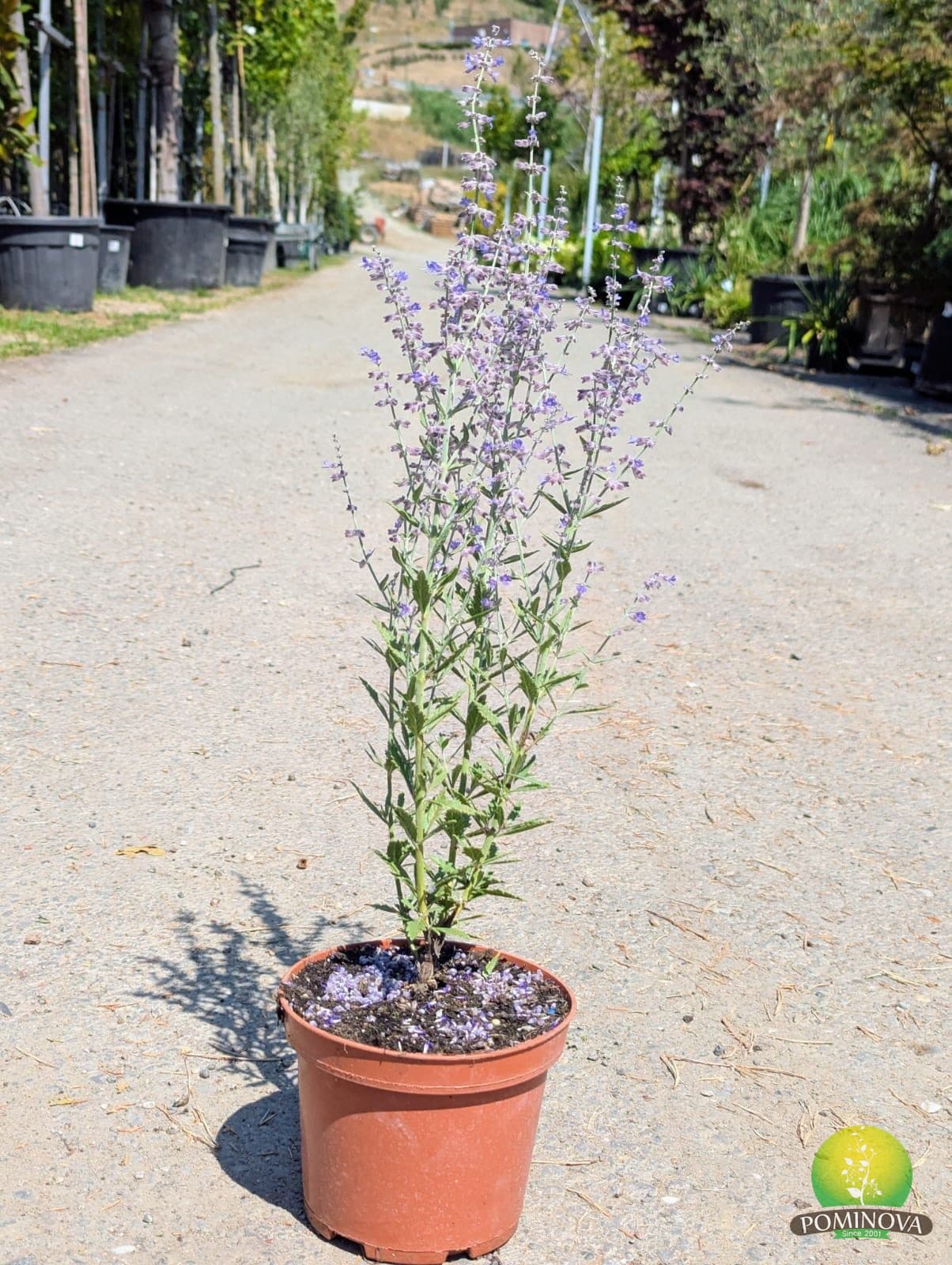 Salvie rusească (Perovskia atriplicifolia 'Lacey Blue') — imagine 1