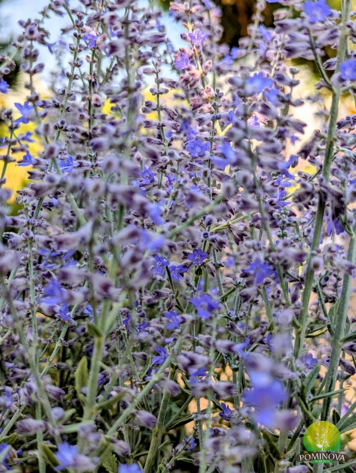 Salvie rusească (Perovskia atriplicifolia 'Lacey Blue') thumbnail 2