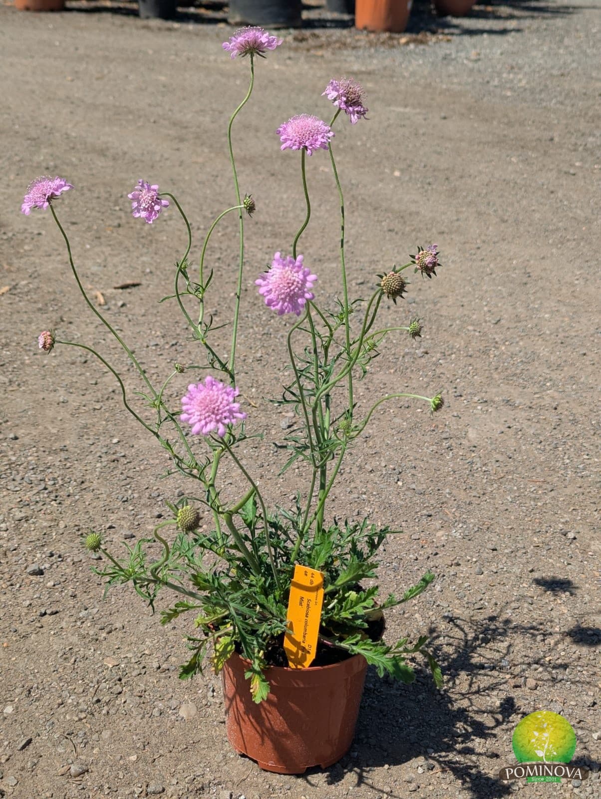 Scabiosa spp. — imagine 1