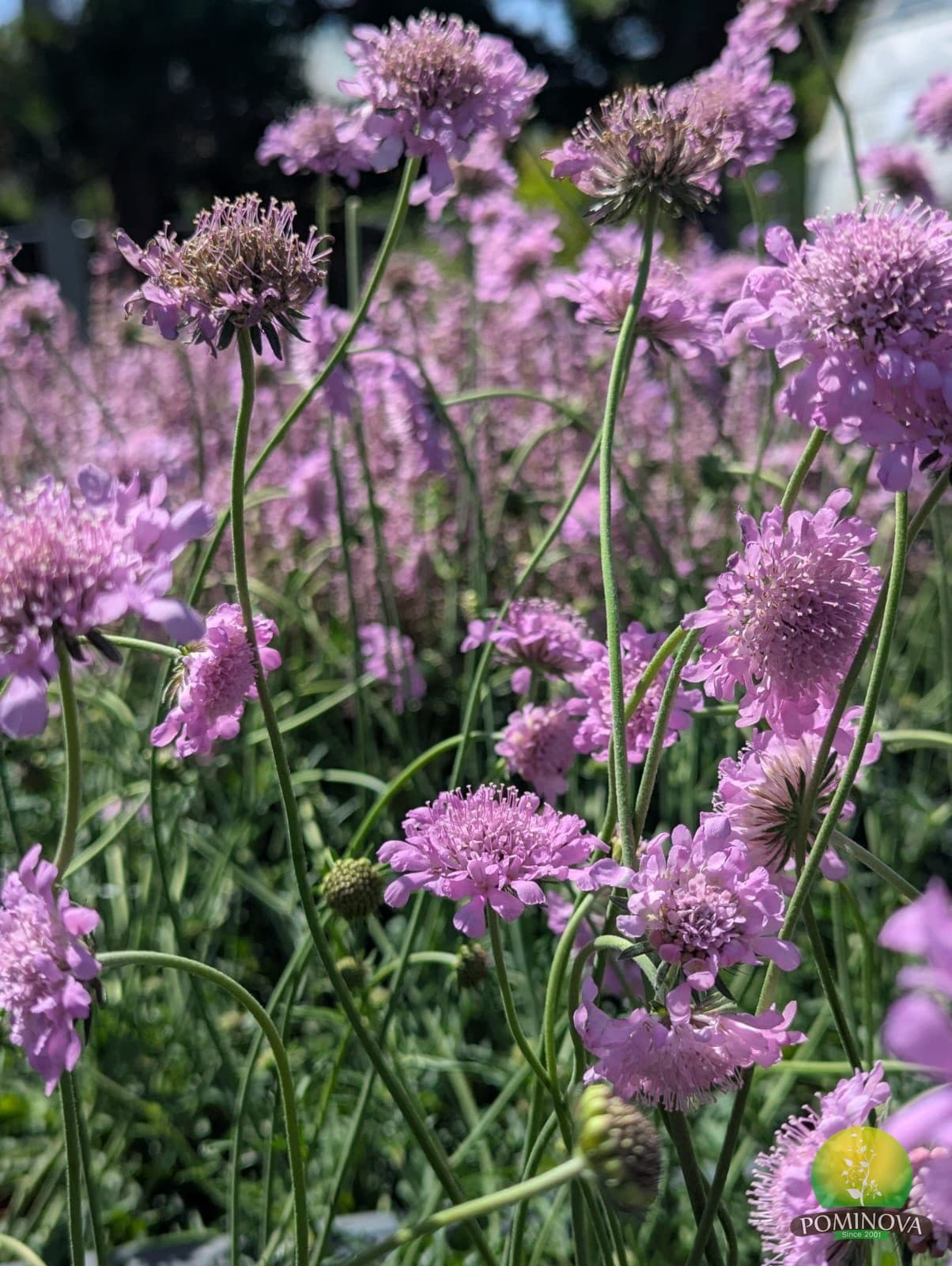 Scabiosa spp. thumbnail 2