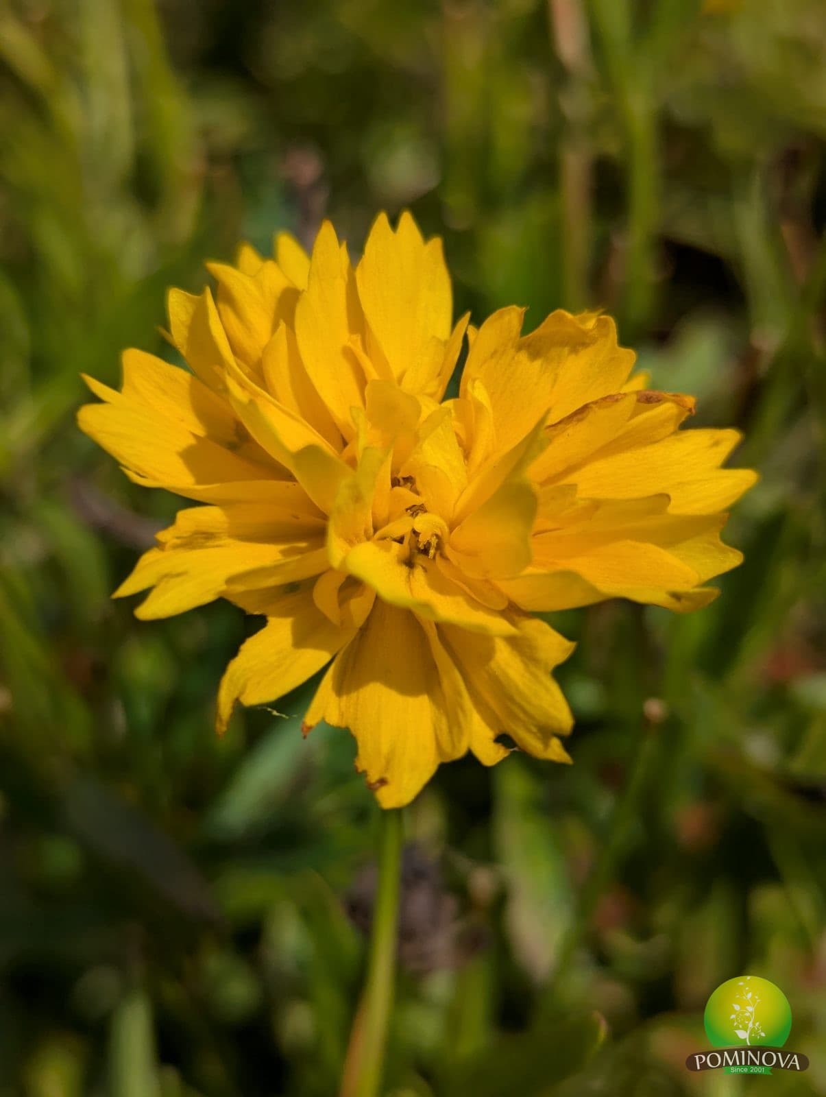 Floarea văduvei (Scabiosa spp.) thumbnail 3
