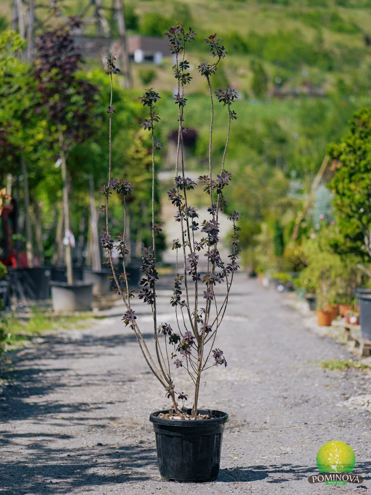 Scumpie (Cotinus coggygria 'Royal Purple') thumbnail 2