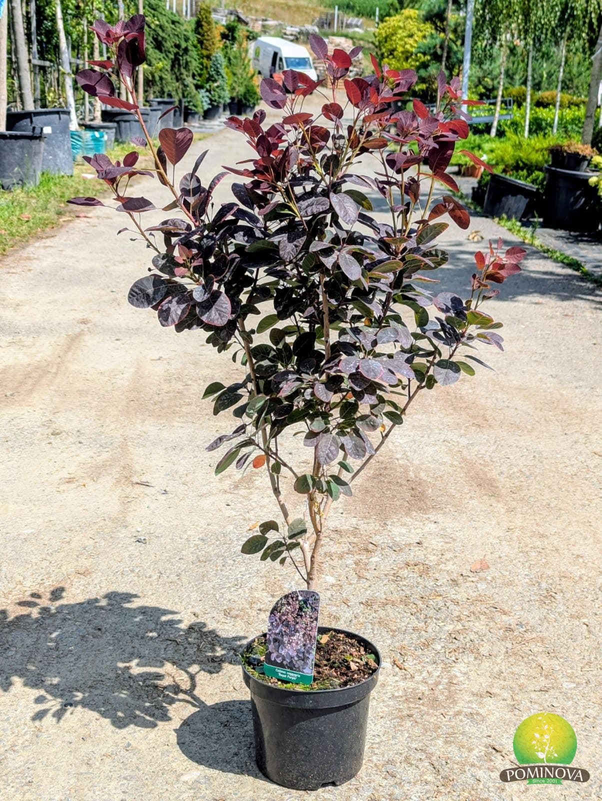 Scumpie (Cotinus coggygria 'Royal Purple')