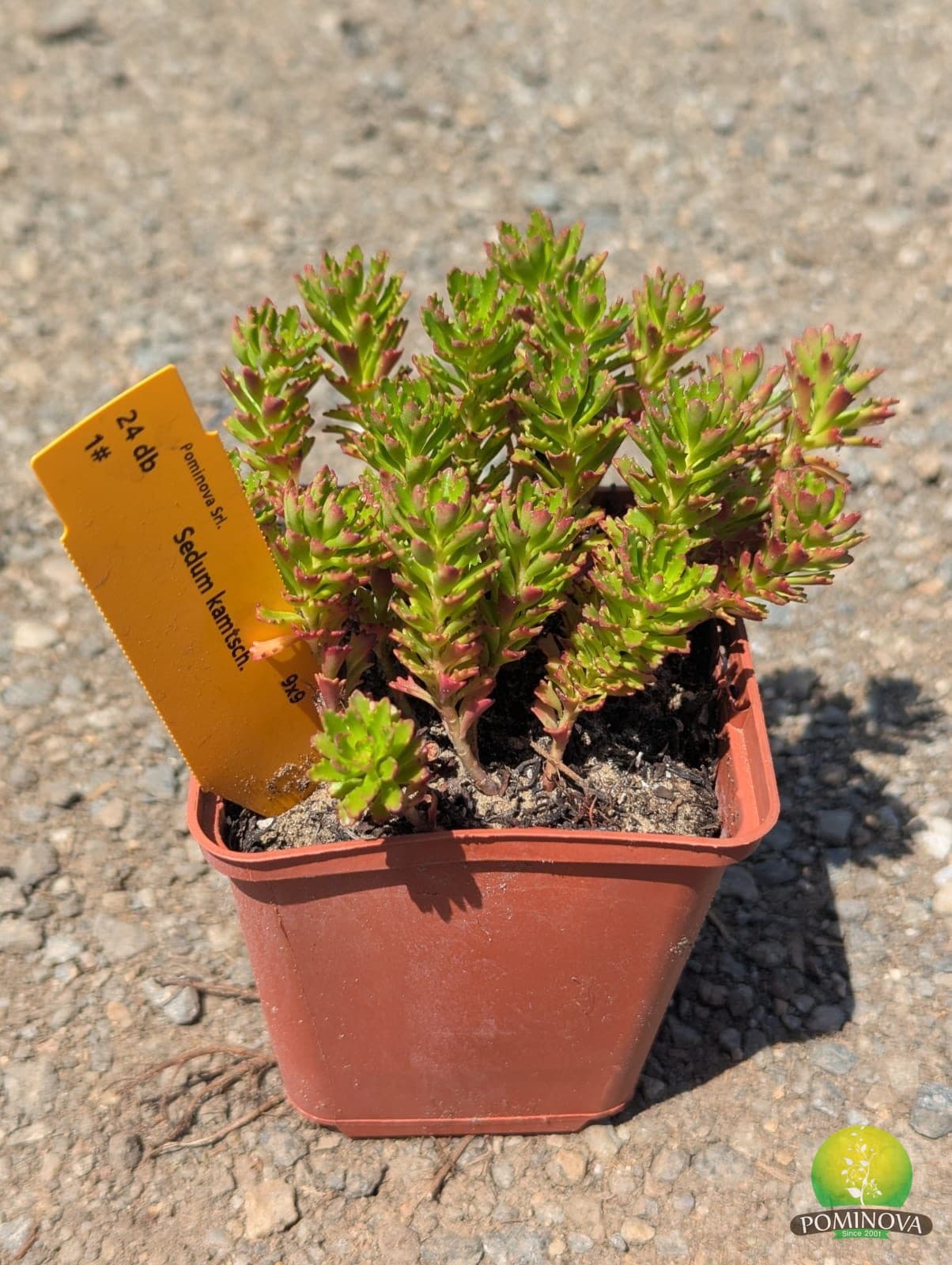 Sedum spp. thumbnail 2