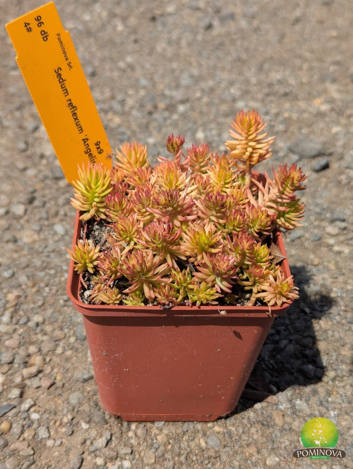 Sedum spp. thumbnail 3