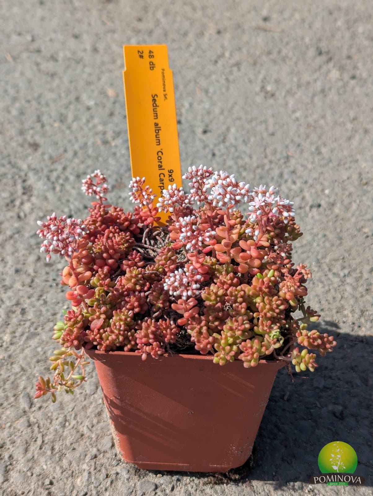 Sedum spp. thumbnail 5