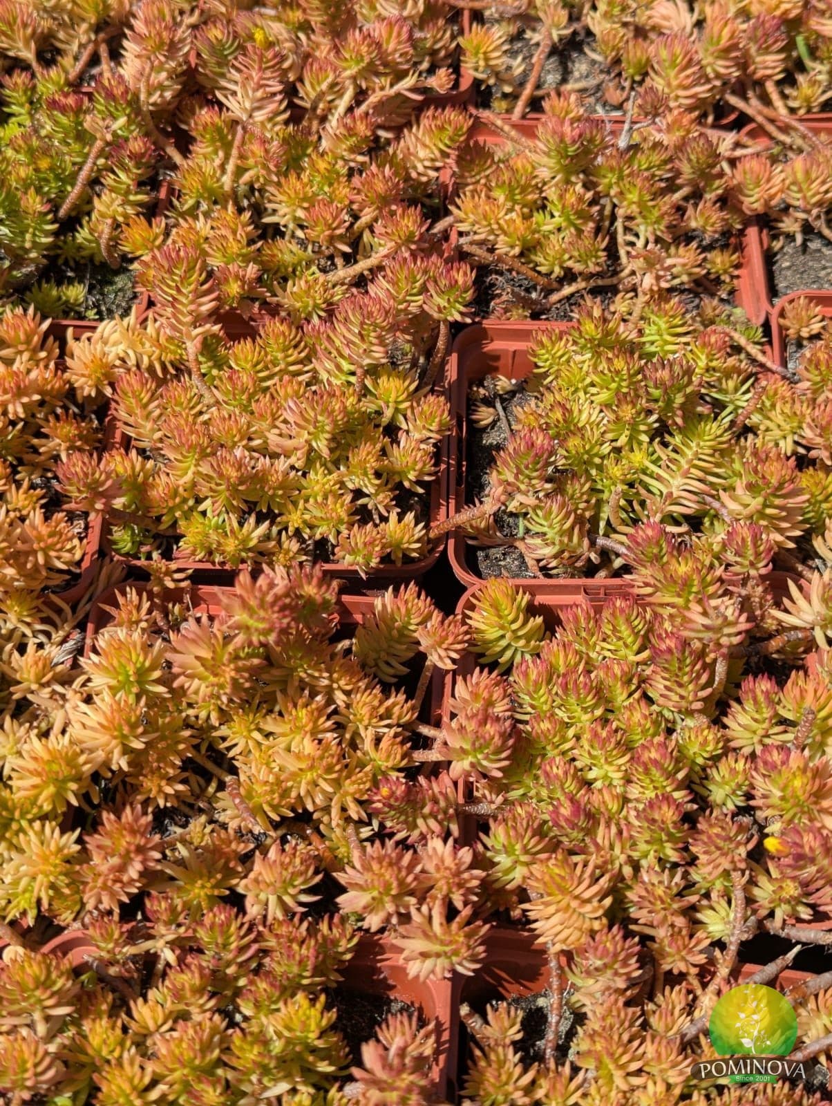 Sedum spp. thumbnail 6