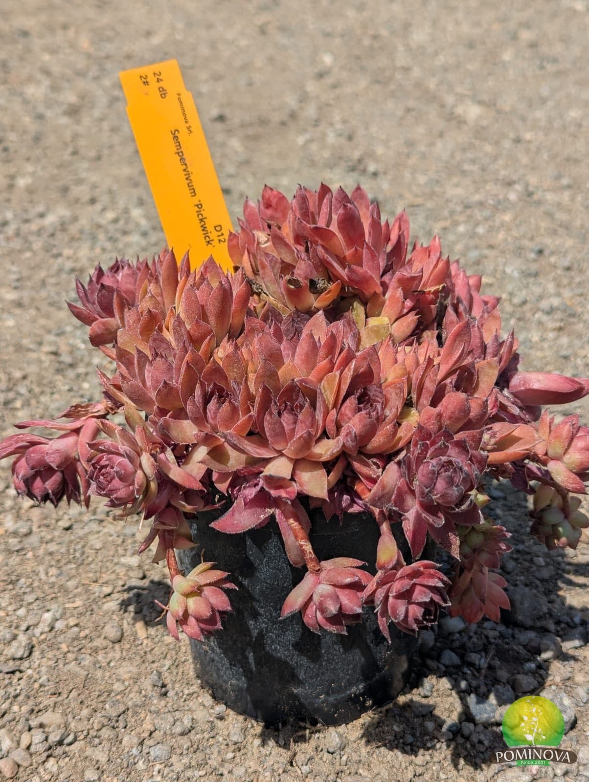 Sempervivum (Sempervivum spp.) — imagine 1