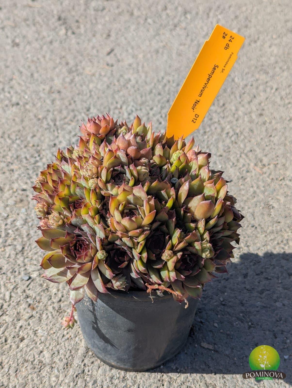 Sempervivum (Sempervivum spp.) thumbnail 2