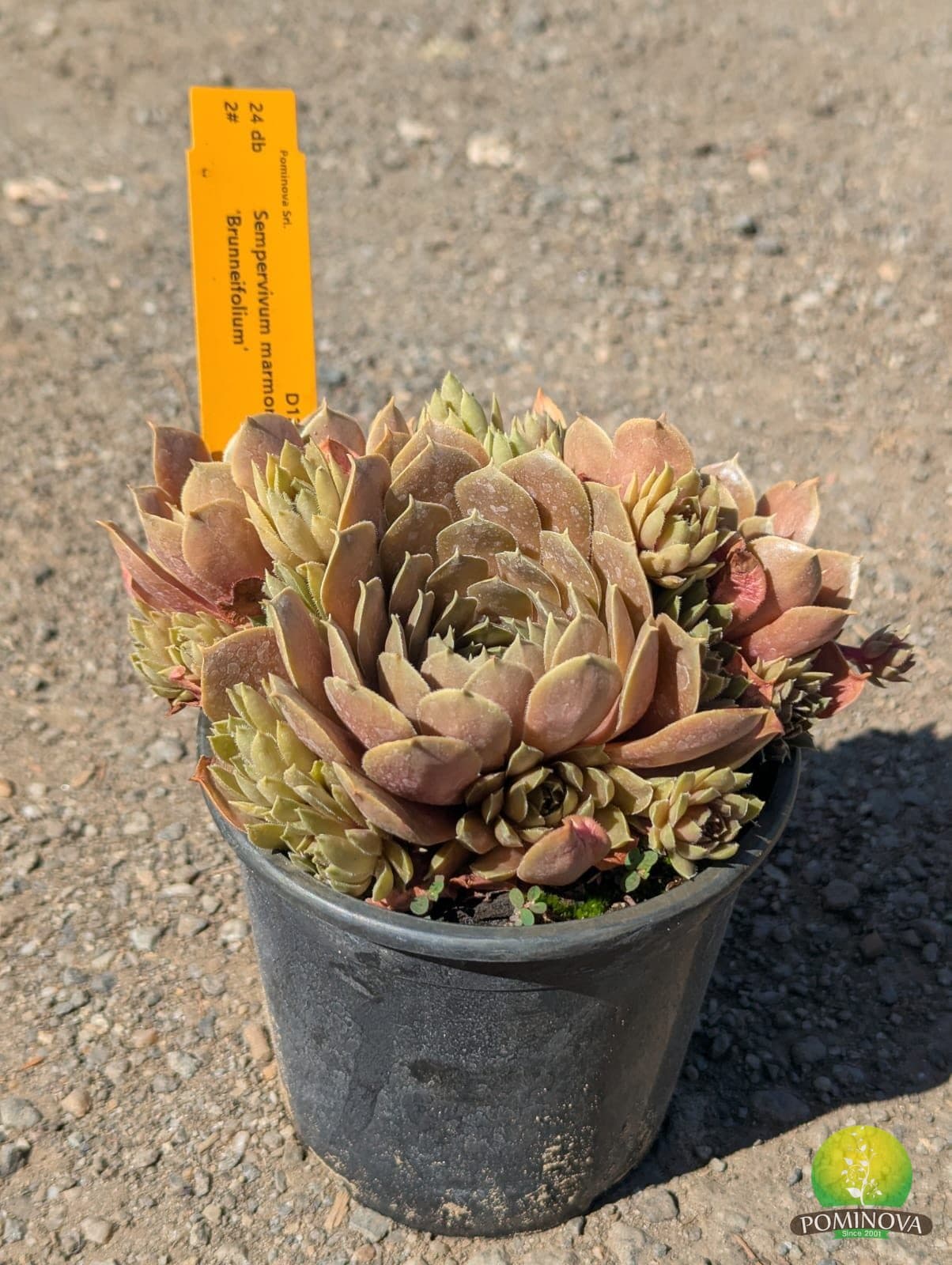 Sempervivum (Sempervivum spp.) thumbnail 3