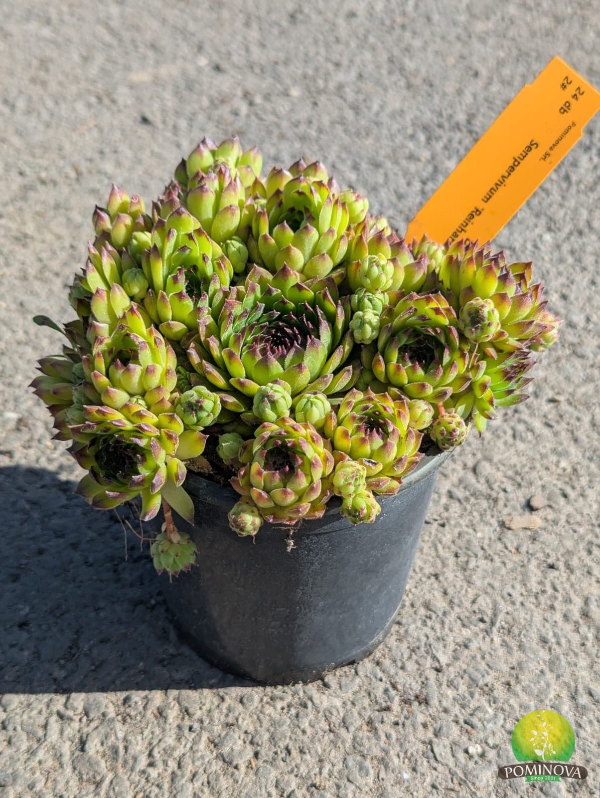 Sempervivum (Sempervivum spp.) thumbnail 4