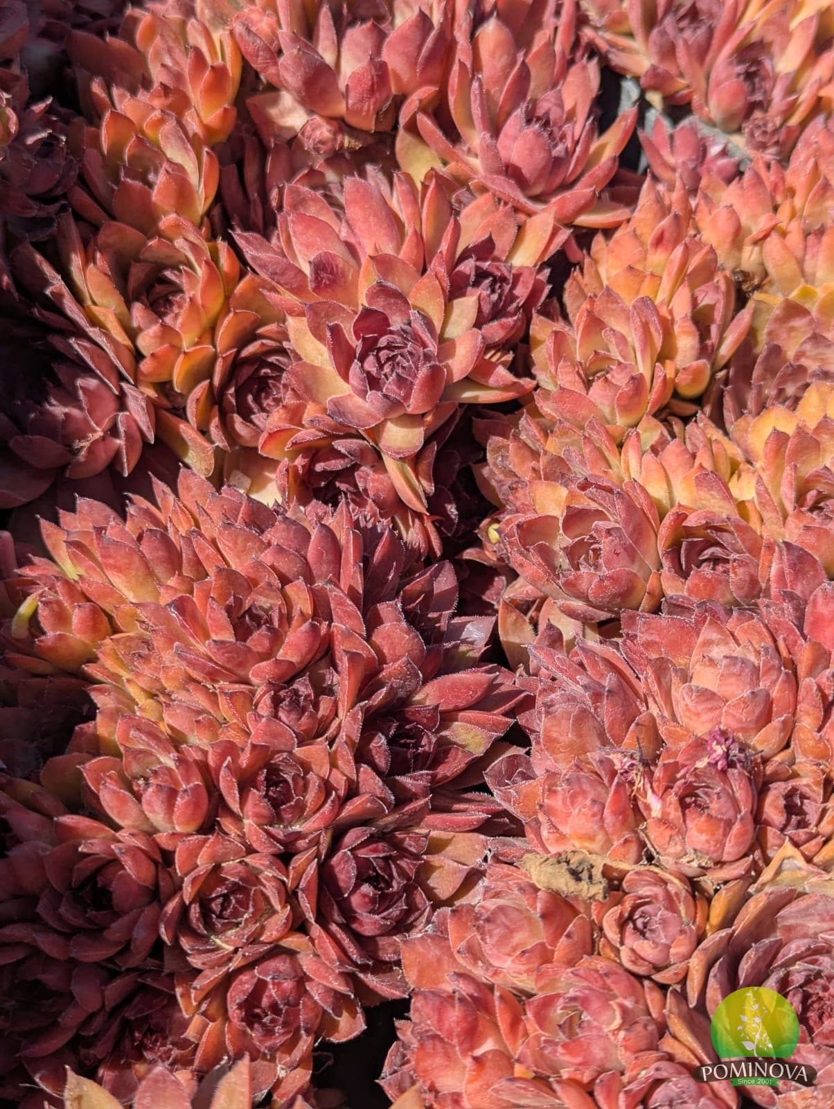 Sempervivum (Sempervivum spp.) thumbnail 5
