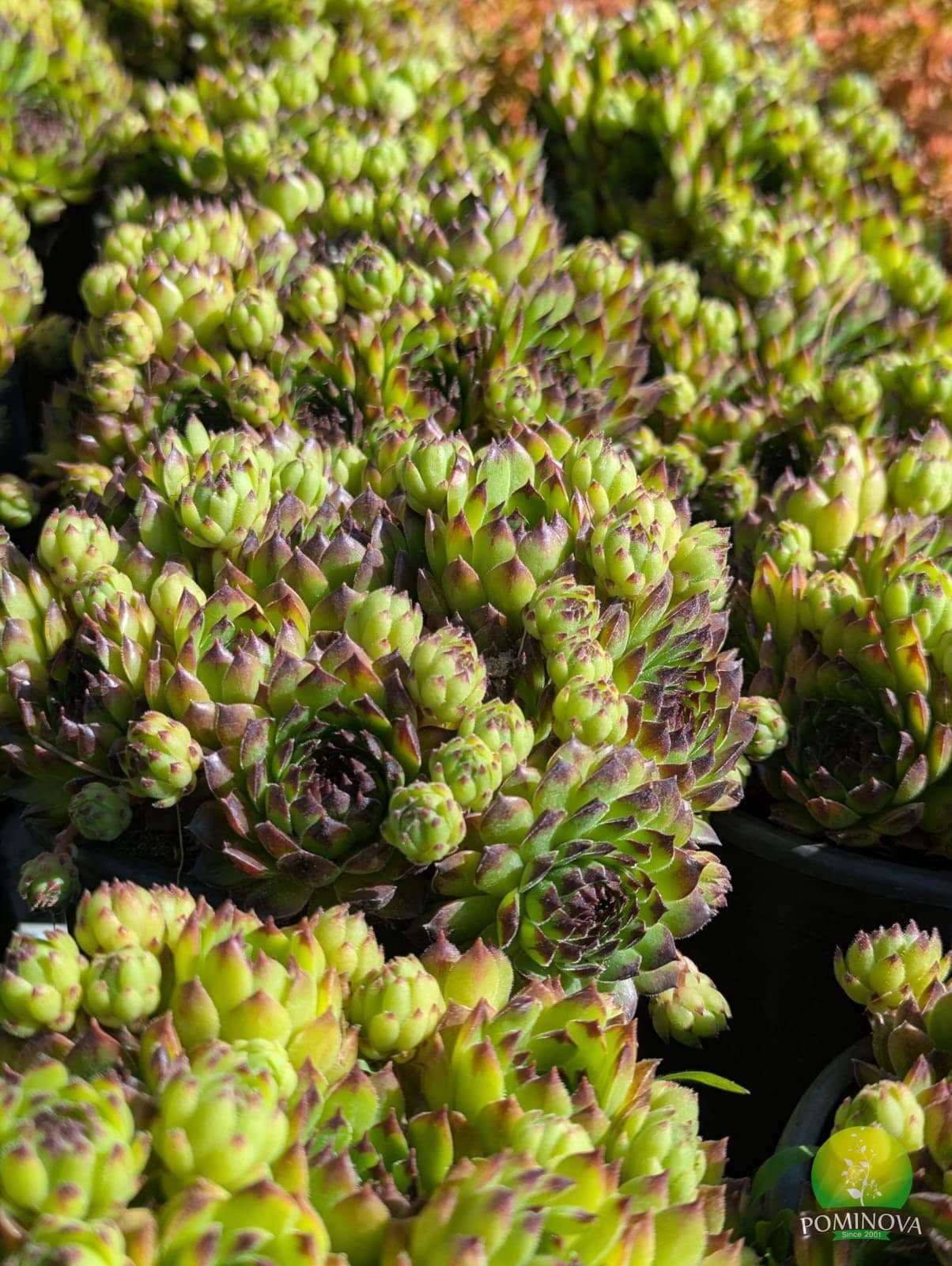 Sempervivum (Sempervivum spp.) thumbnail 6